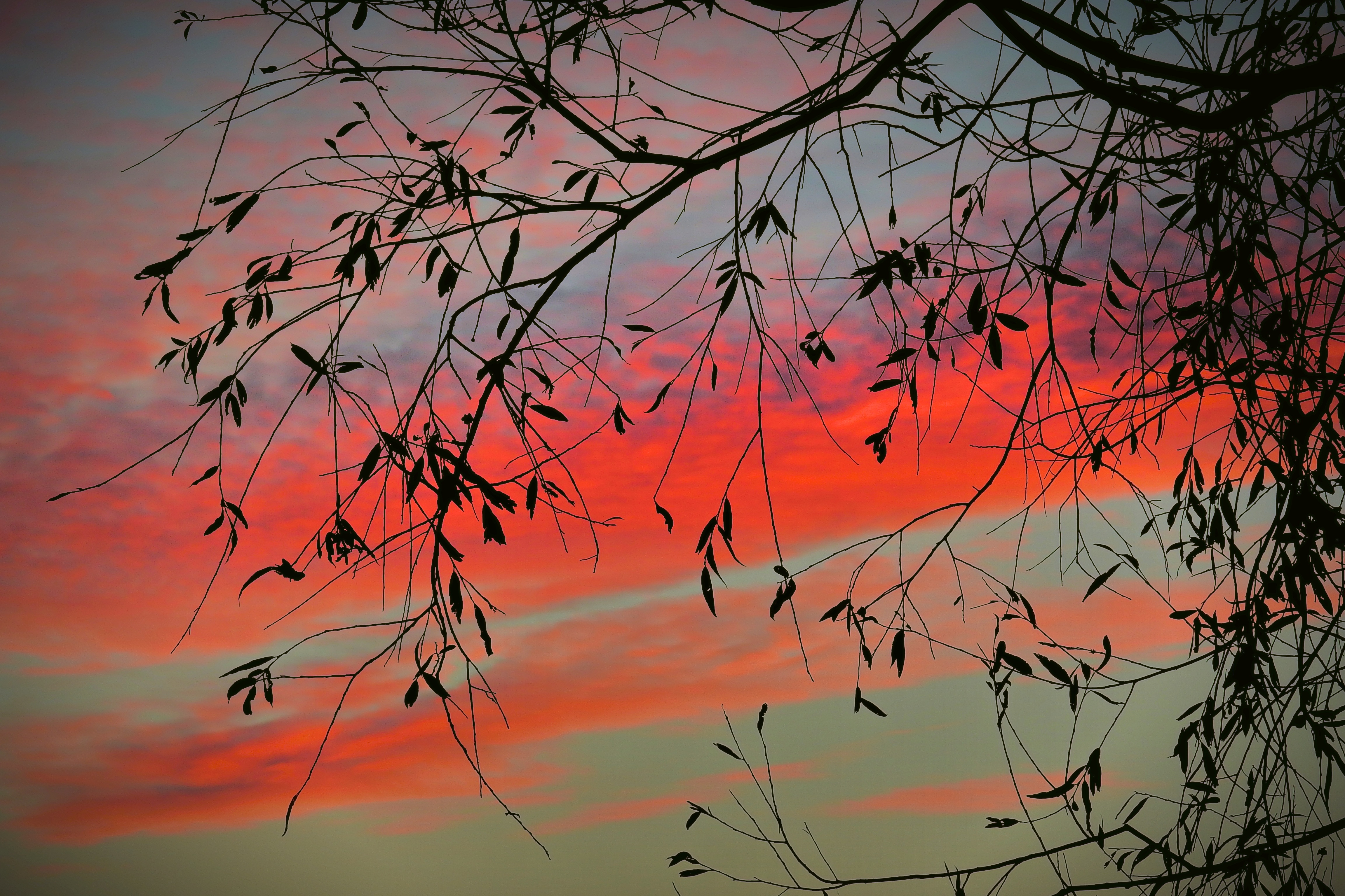 leaves, tree, twilight, nature, sunset, sky, clouds, wood, branch, dusk