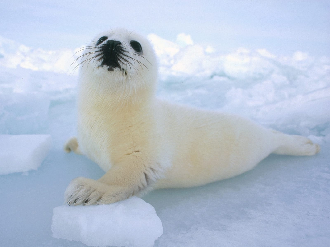 Download mobile wallpaper Seals, Animals for free.
