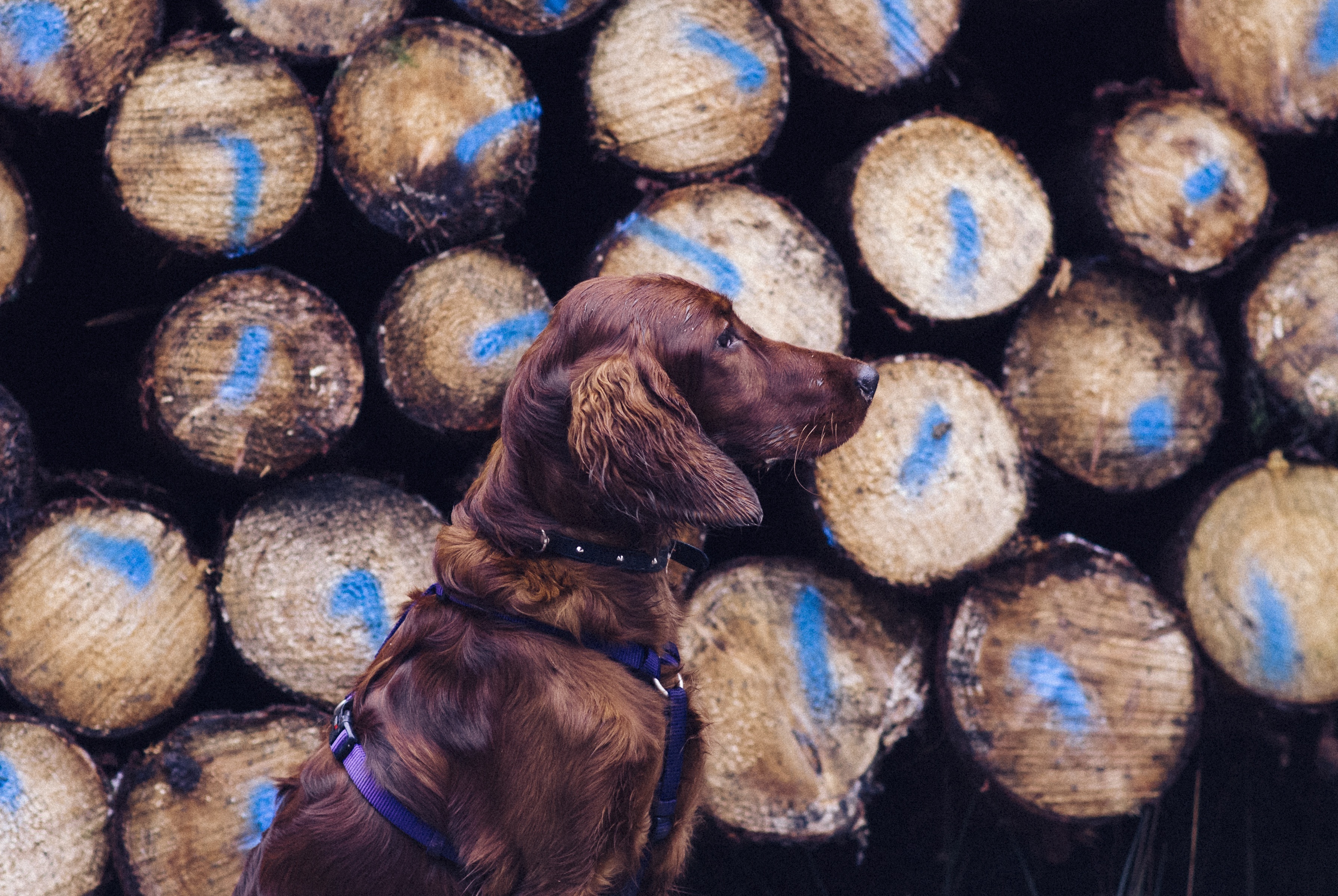 animals, dog, leash, retriever, logs 5K