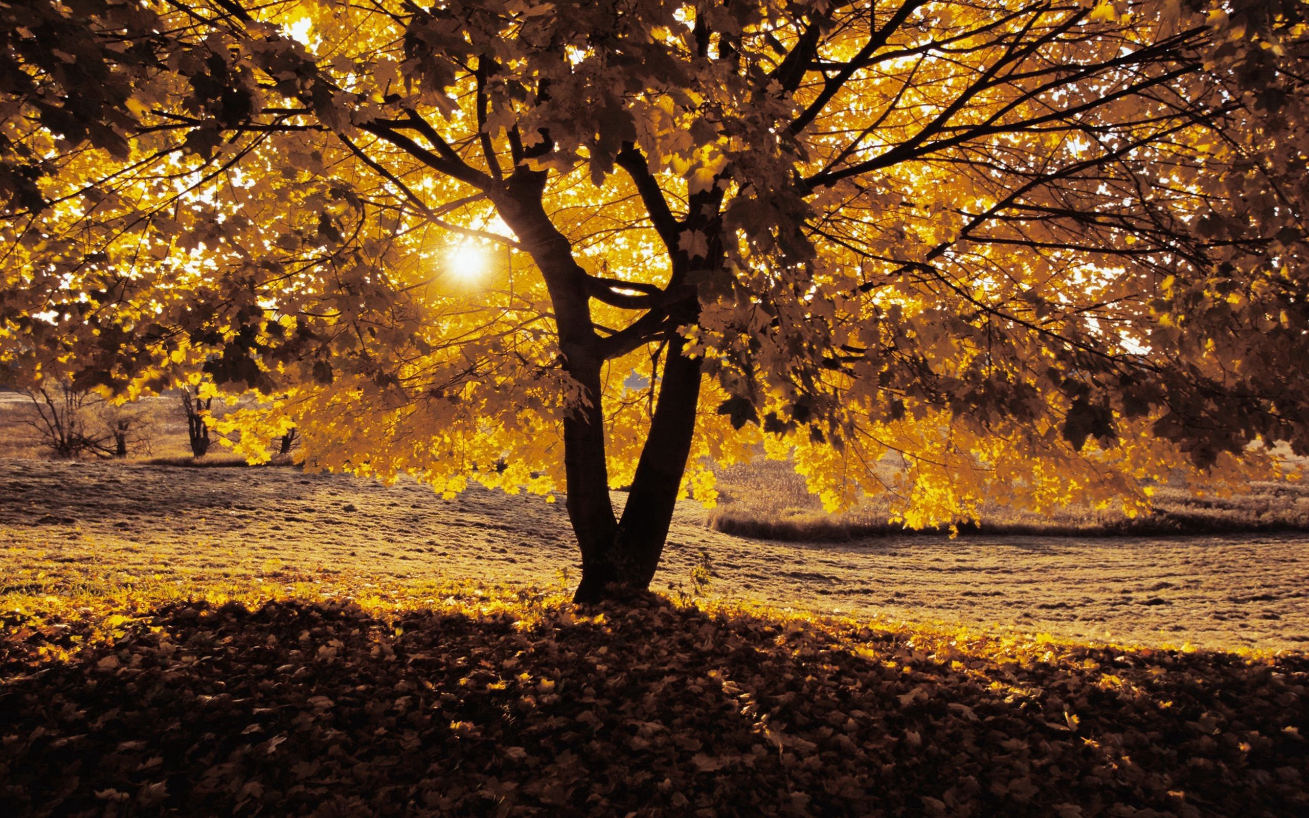 Download mobile wallpaper Tree, Autumn, Wood, Nature, Shadow for free.