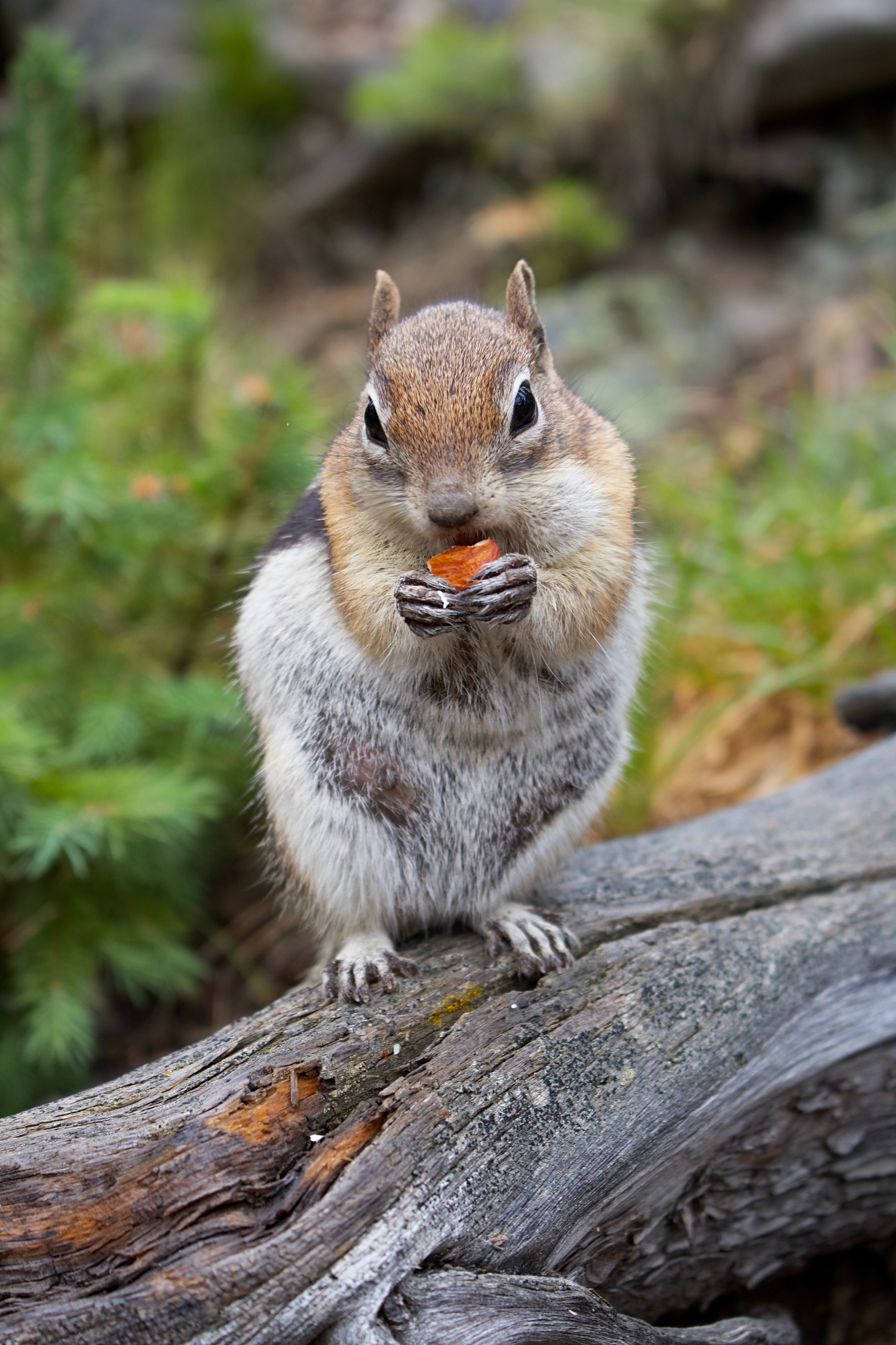 chipmunk, rodent, animals, wood, tree, animal, bark cell phone wallpapers