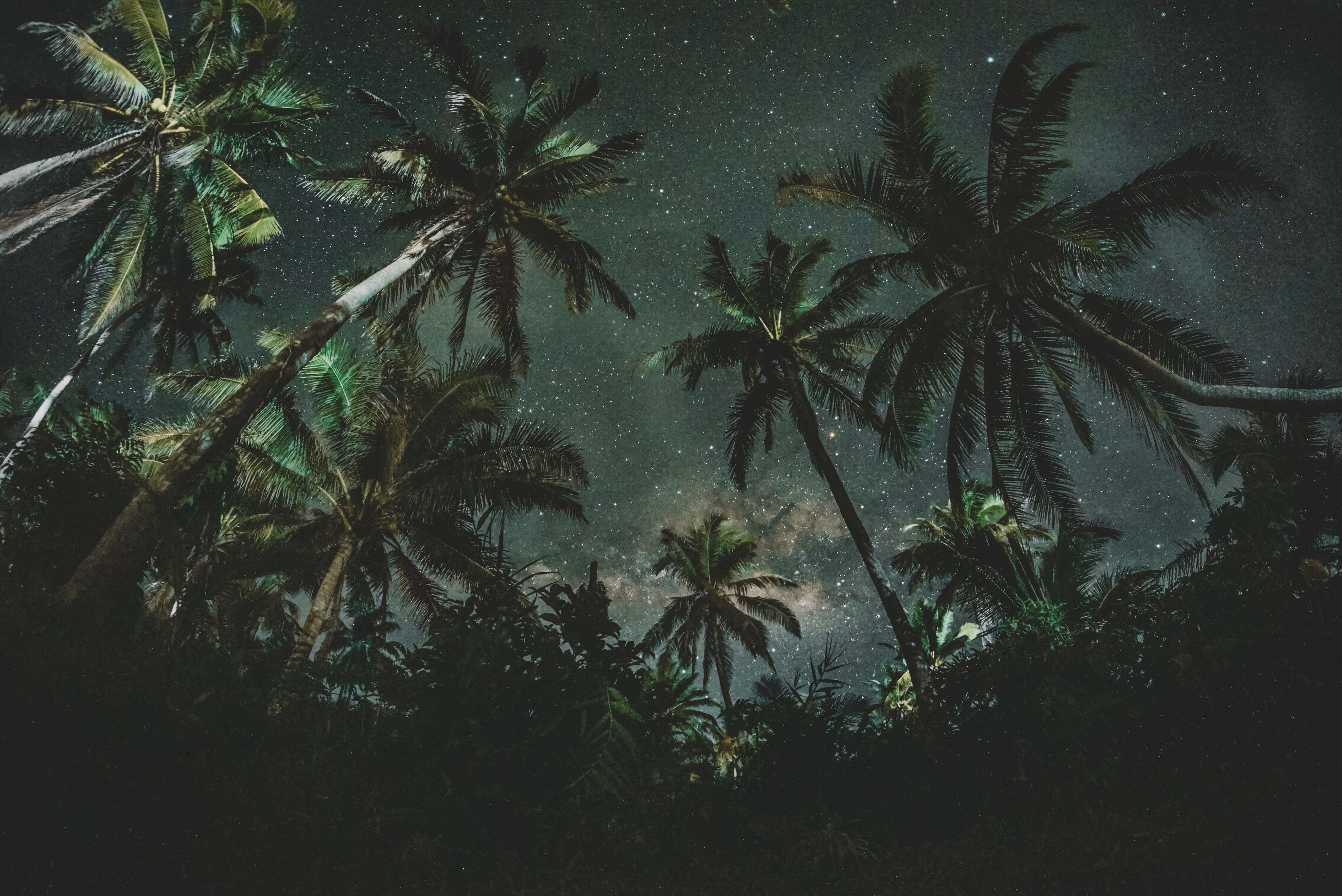 palms, nature, trees, starry sky Full HD