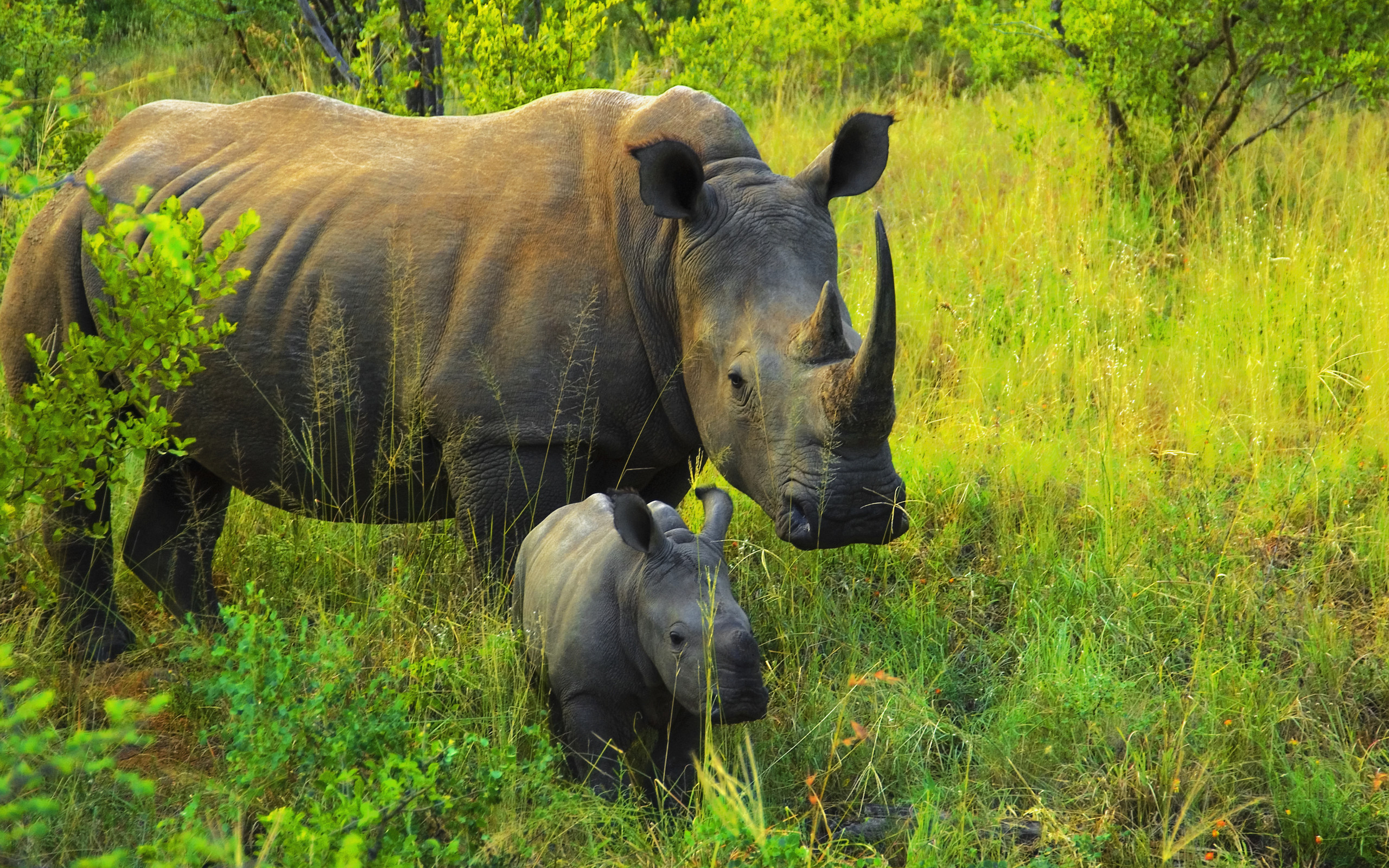 animal, rhino, rhinoceros Desktop home screen Wallpaper