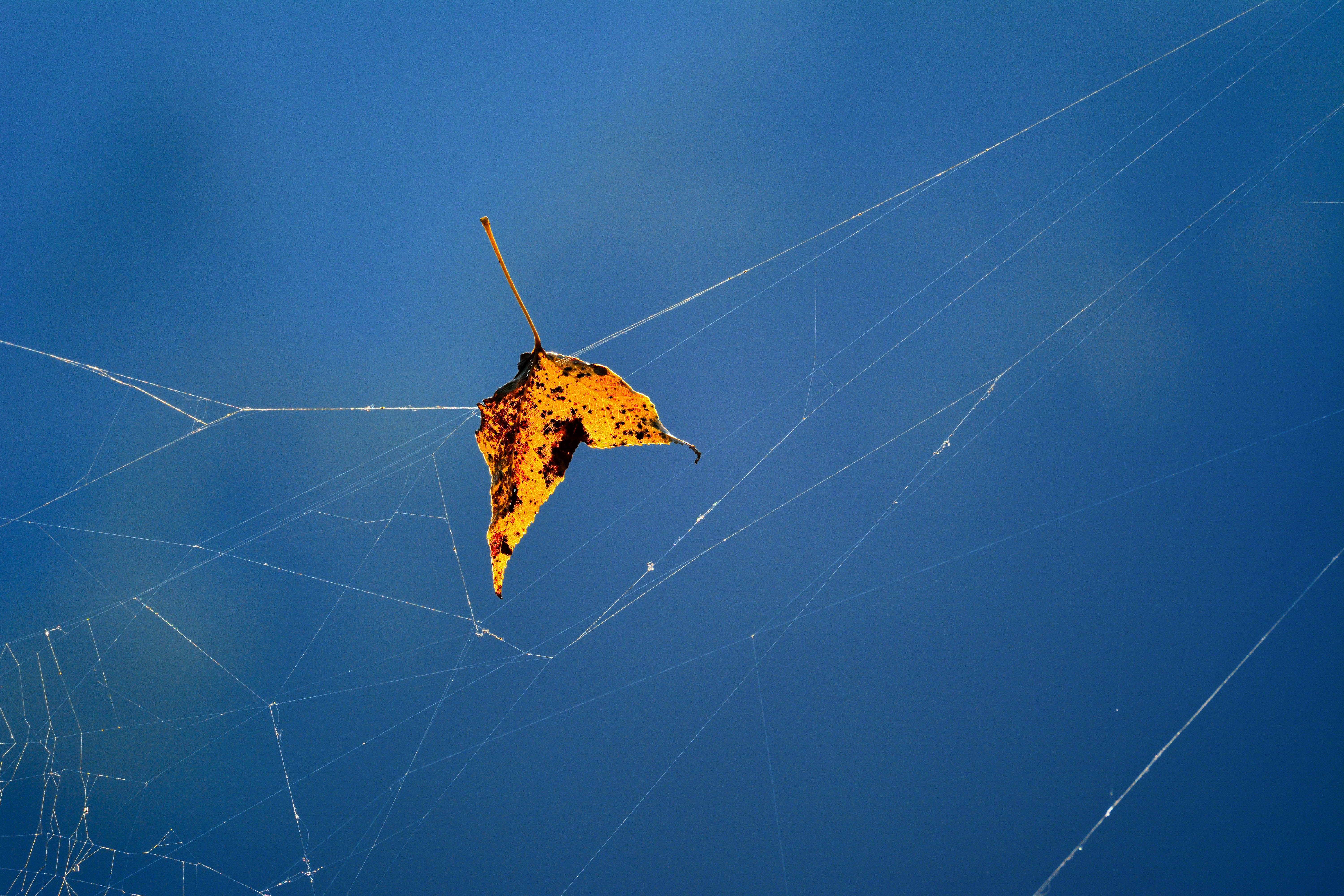 macro, autumn, web, close up, sheet, leaf, fallen wallpapers for tablet