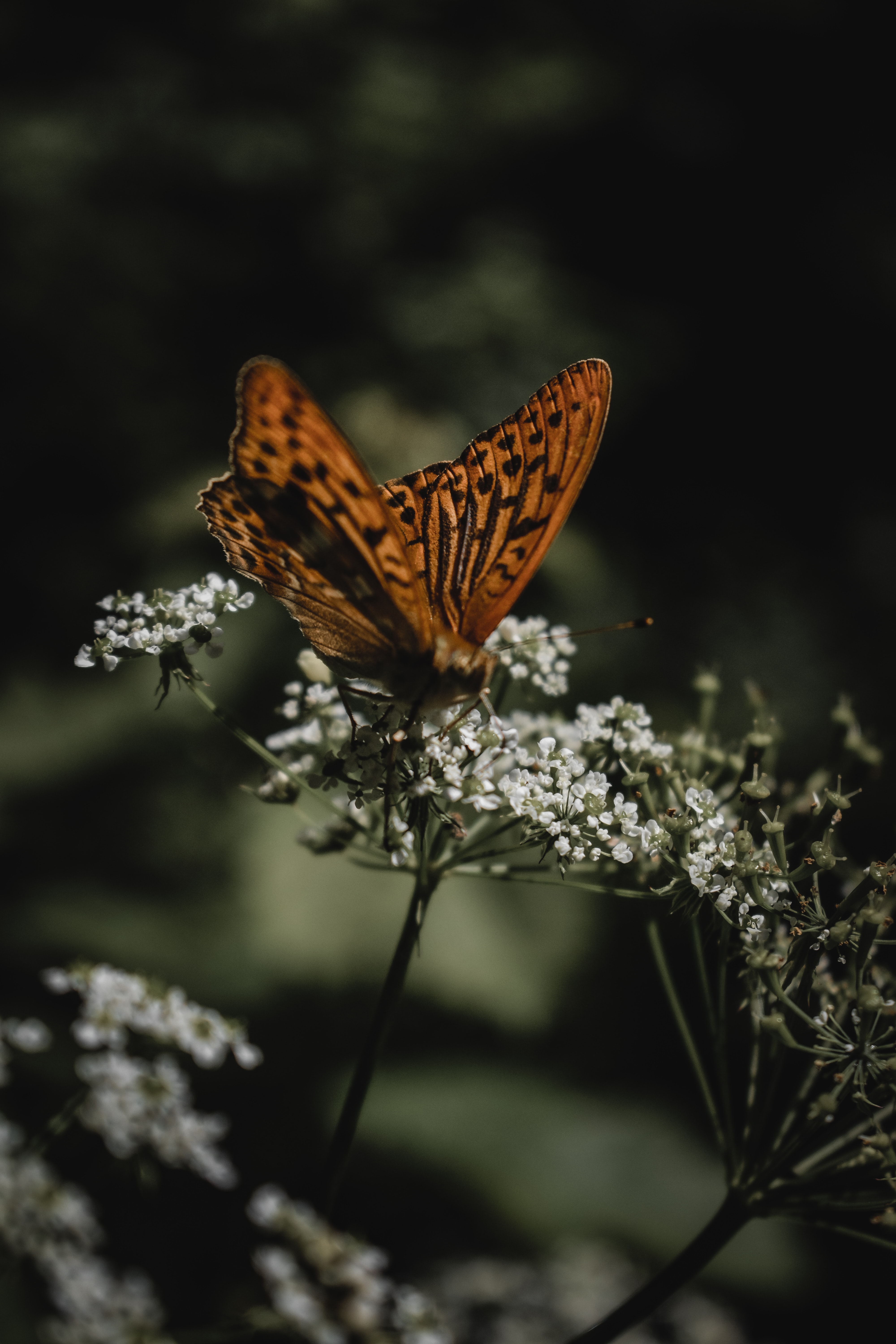 Download mobile wallpaper Butterfly, Flowers, Macro, Wings, Animals, Pattern for free.