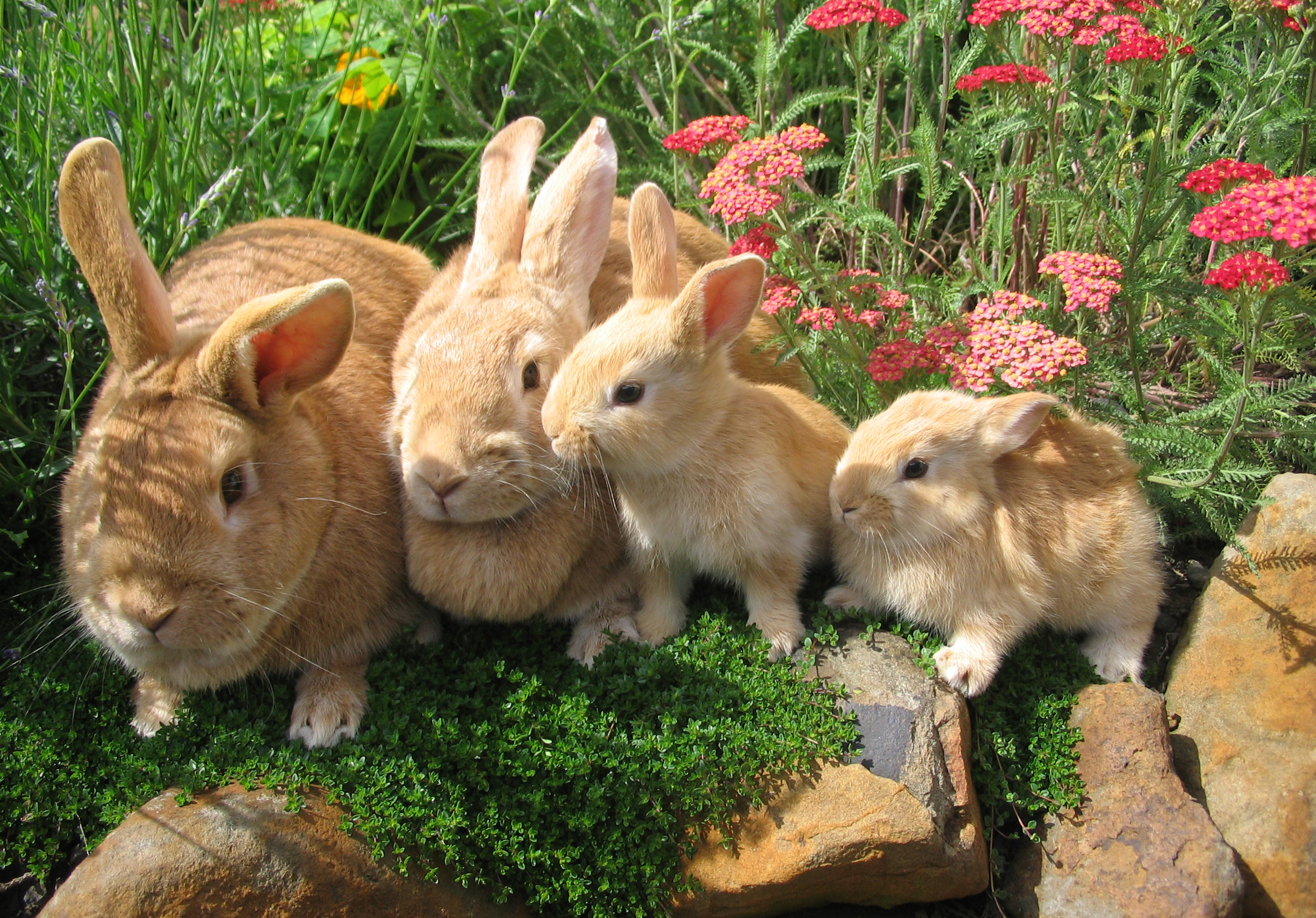 Семья кроликов