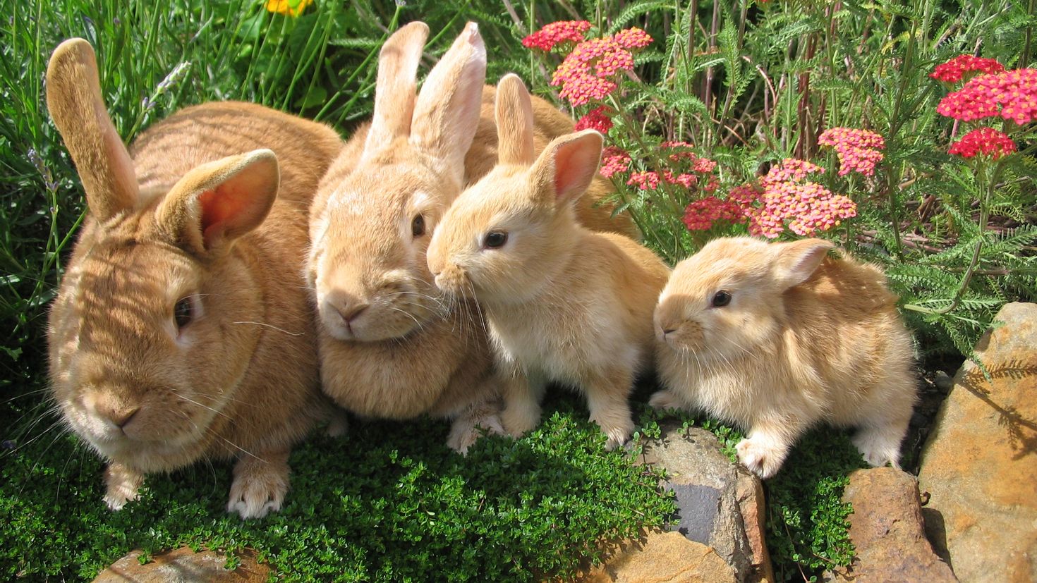 В питомнике живет несколько кроликов разного цвета. Кролики. Кролики домашние. Семья кроликов. Кролики и крольчата.