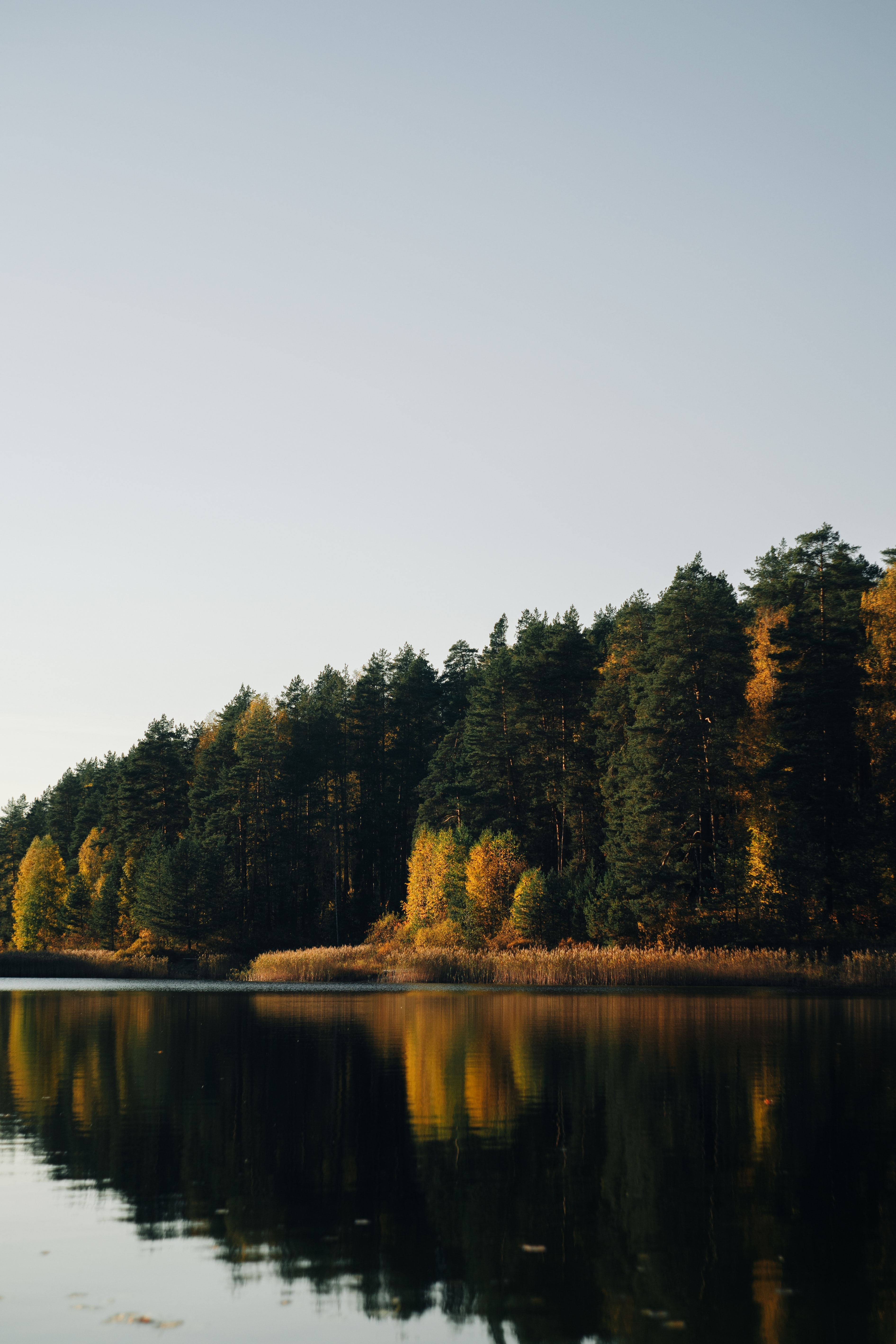 Laden Sie das Bäume, Reflexion, Natur, Wasser, See, Wald-Bild kostenlos auf Ihren PC-Desktop herunter