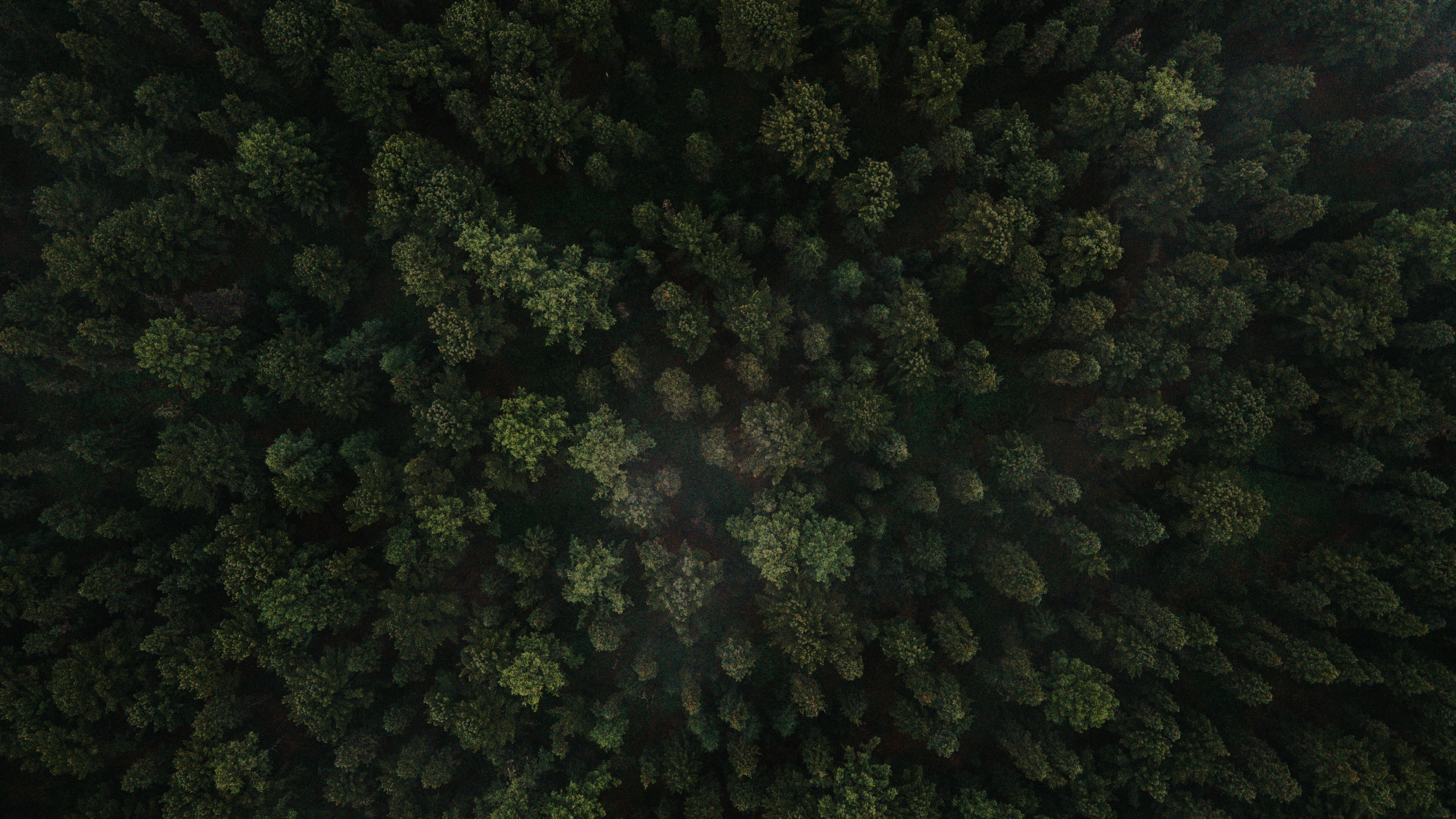 trees, fir, nature, green, view from above, forest, spruce mobile wallpaper