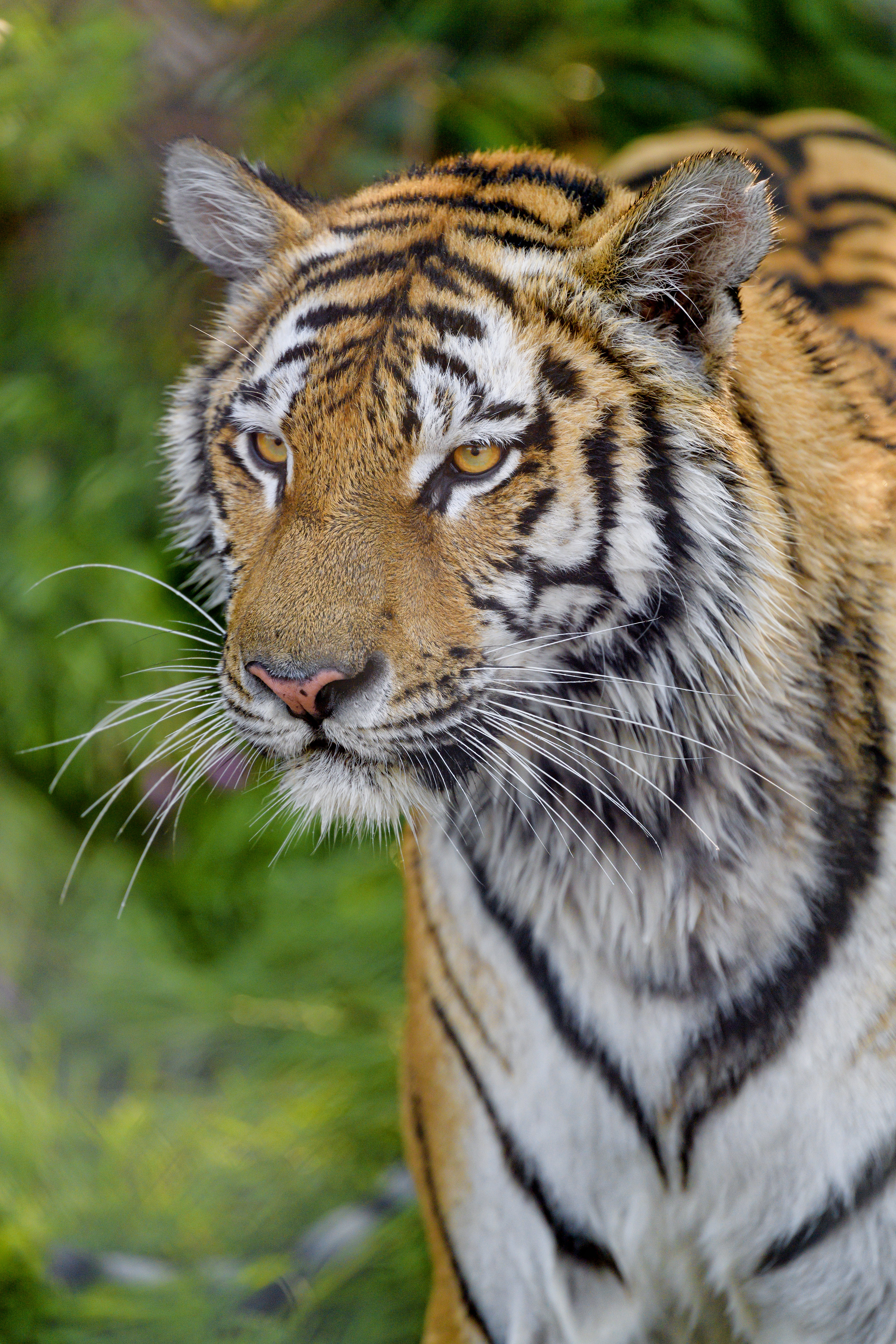 Download mobile wallpaper Muzzle, Sight, Opinion, Predator, Big Cat, Animals, Tiger for free.