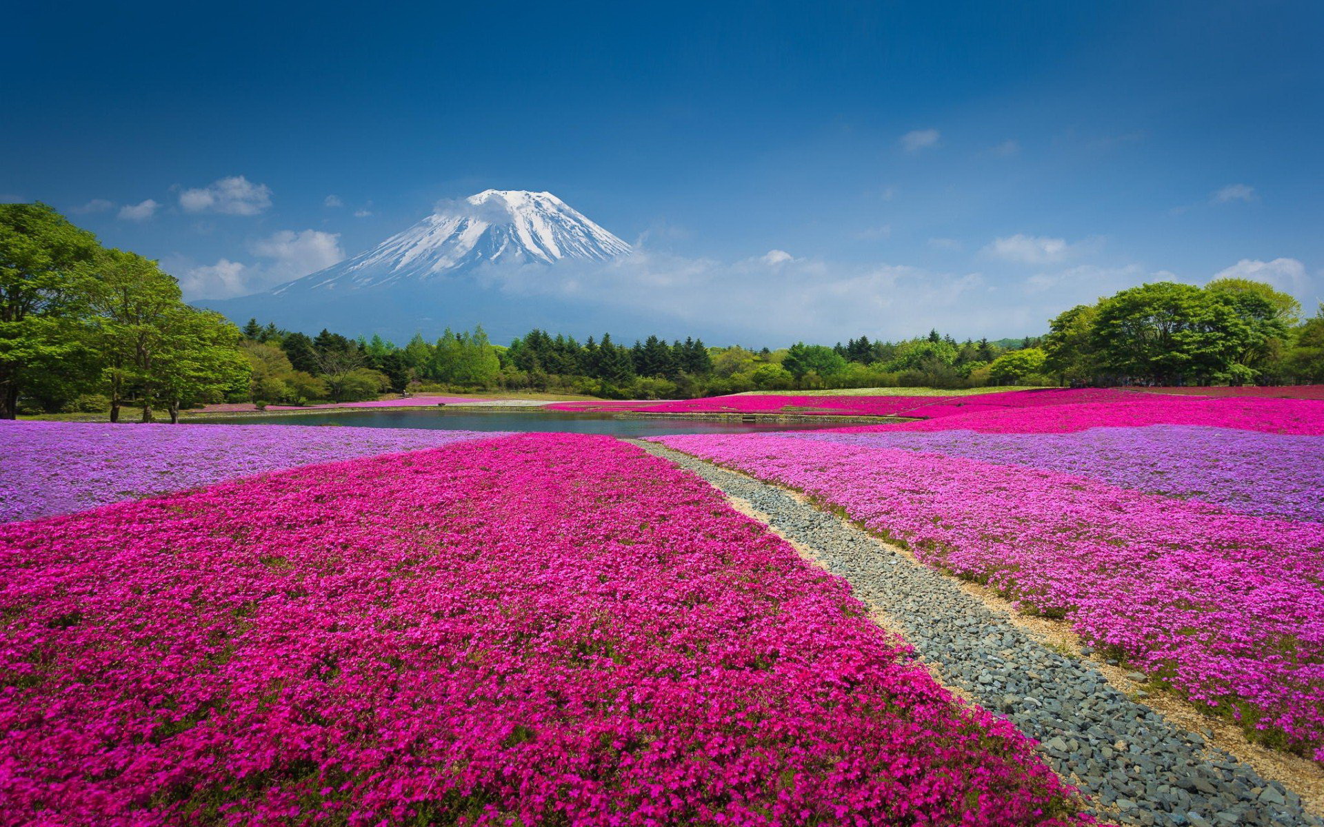 335637壁紙のダウンロード春, 地球, 富士山, 分野, 花, 風景, 自然, 火山-スクリーンセーバーと写真を無料で