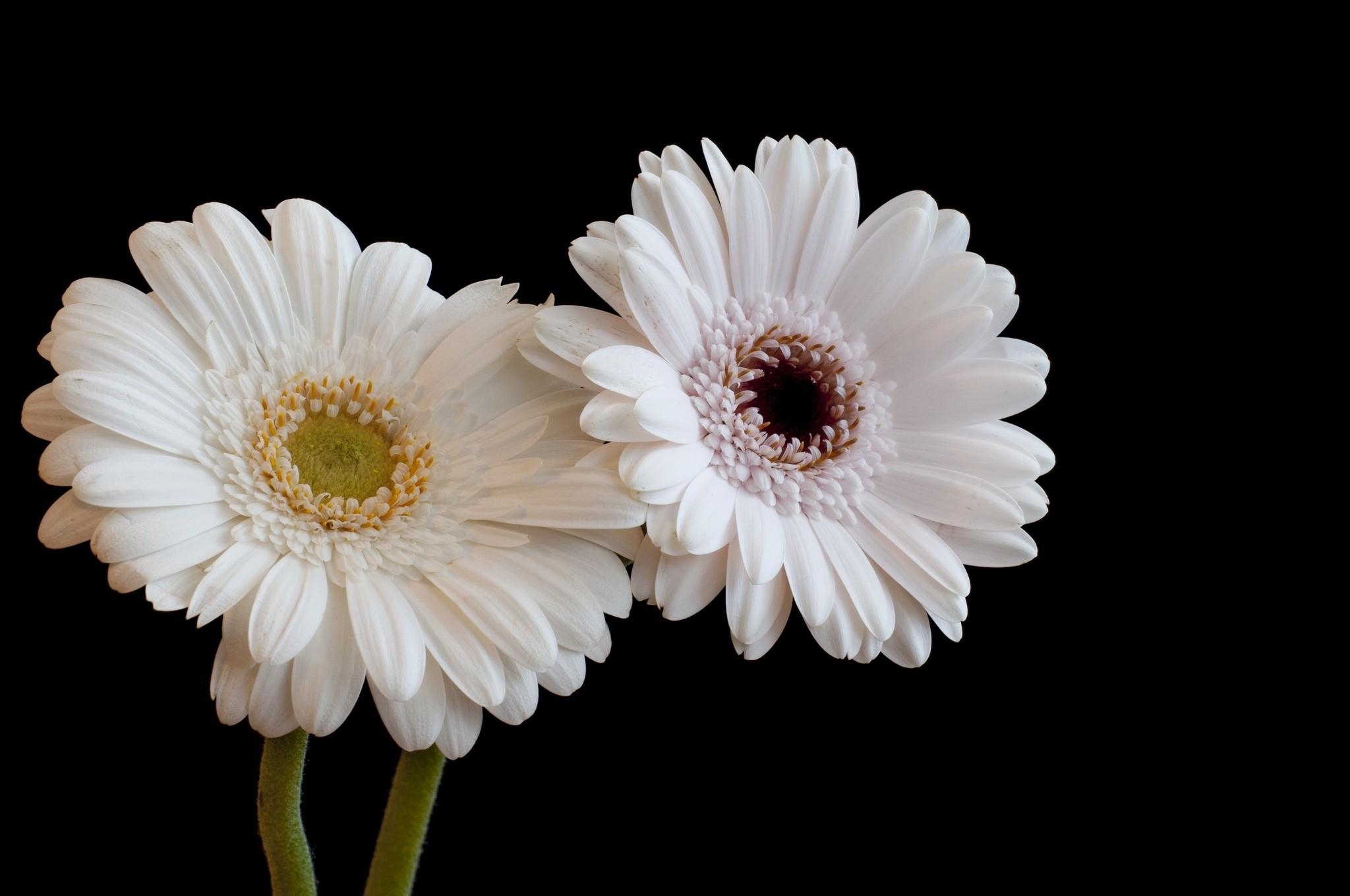 Download mobile wallpaper Gerbera, Daisy, Flowers, Flower, Earth for free.