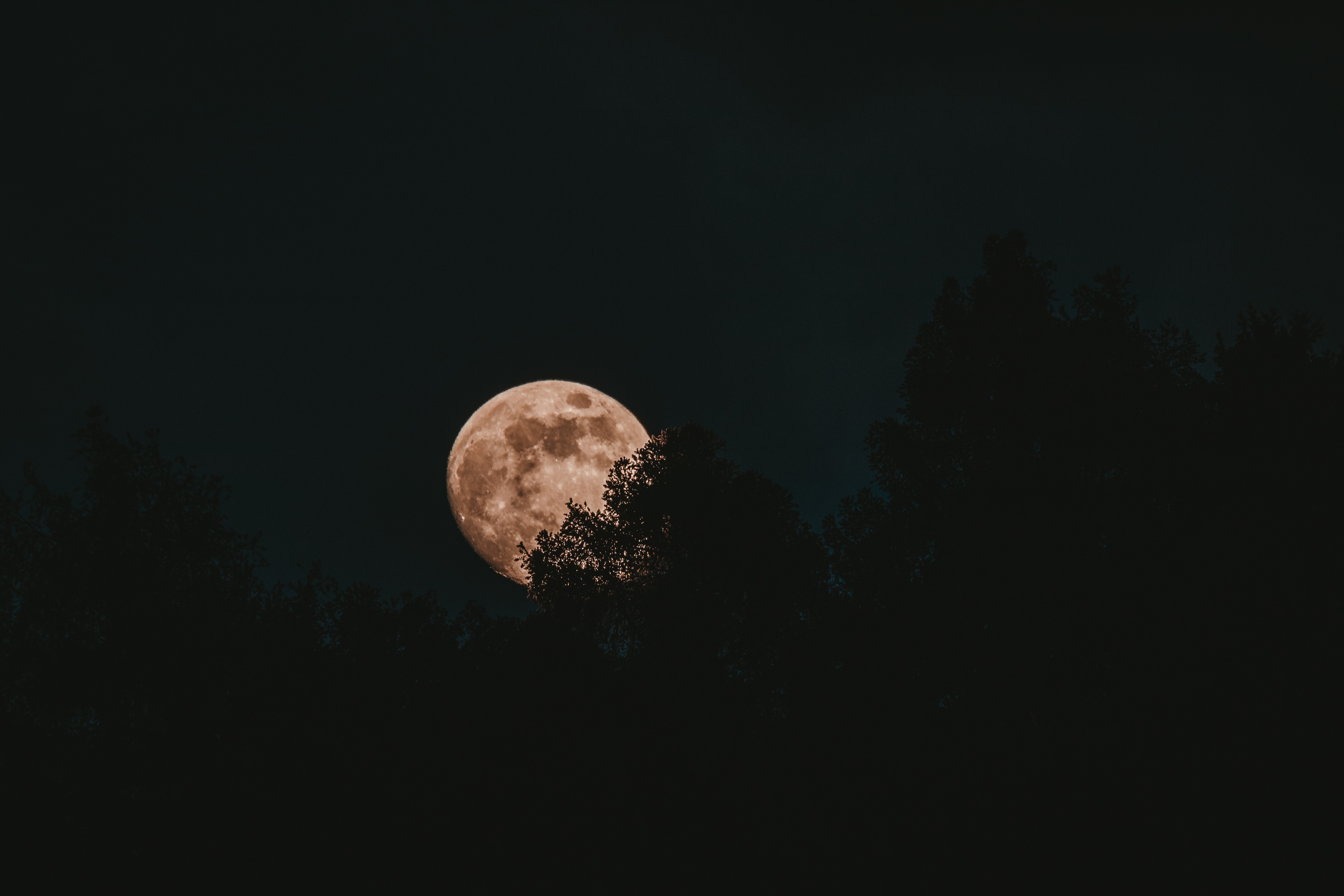 Baixe gratuitamente a imagem Noite, Árvores, Lua, Lua Cheia, Escuro na área de trabalho do seu PC