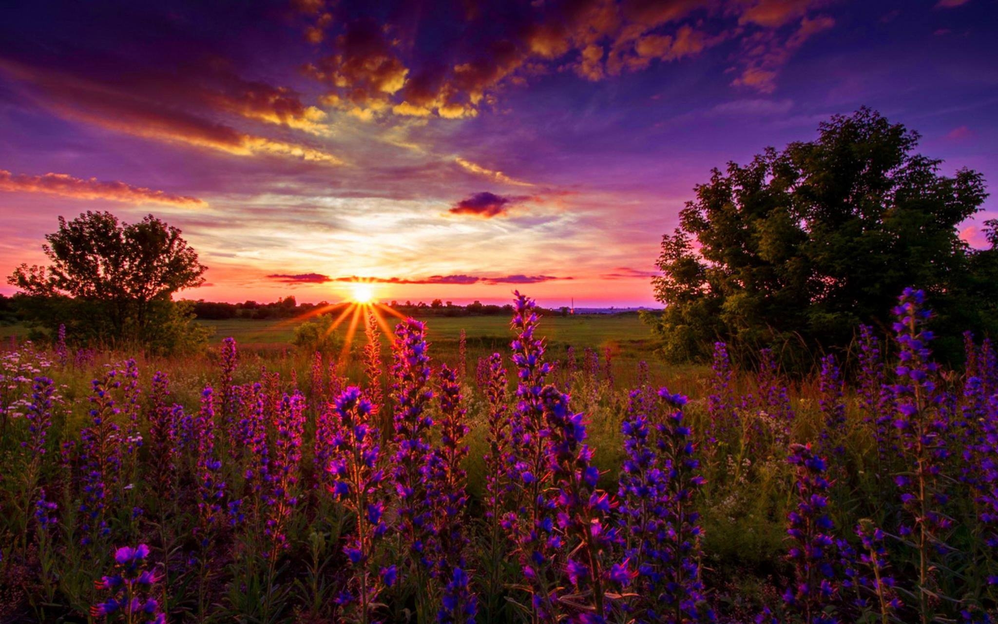 lupine, sunset, earth, field, flower, purple flower, sun, tree 32K