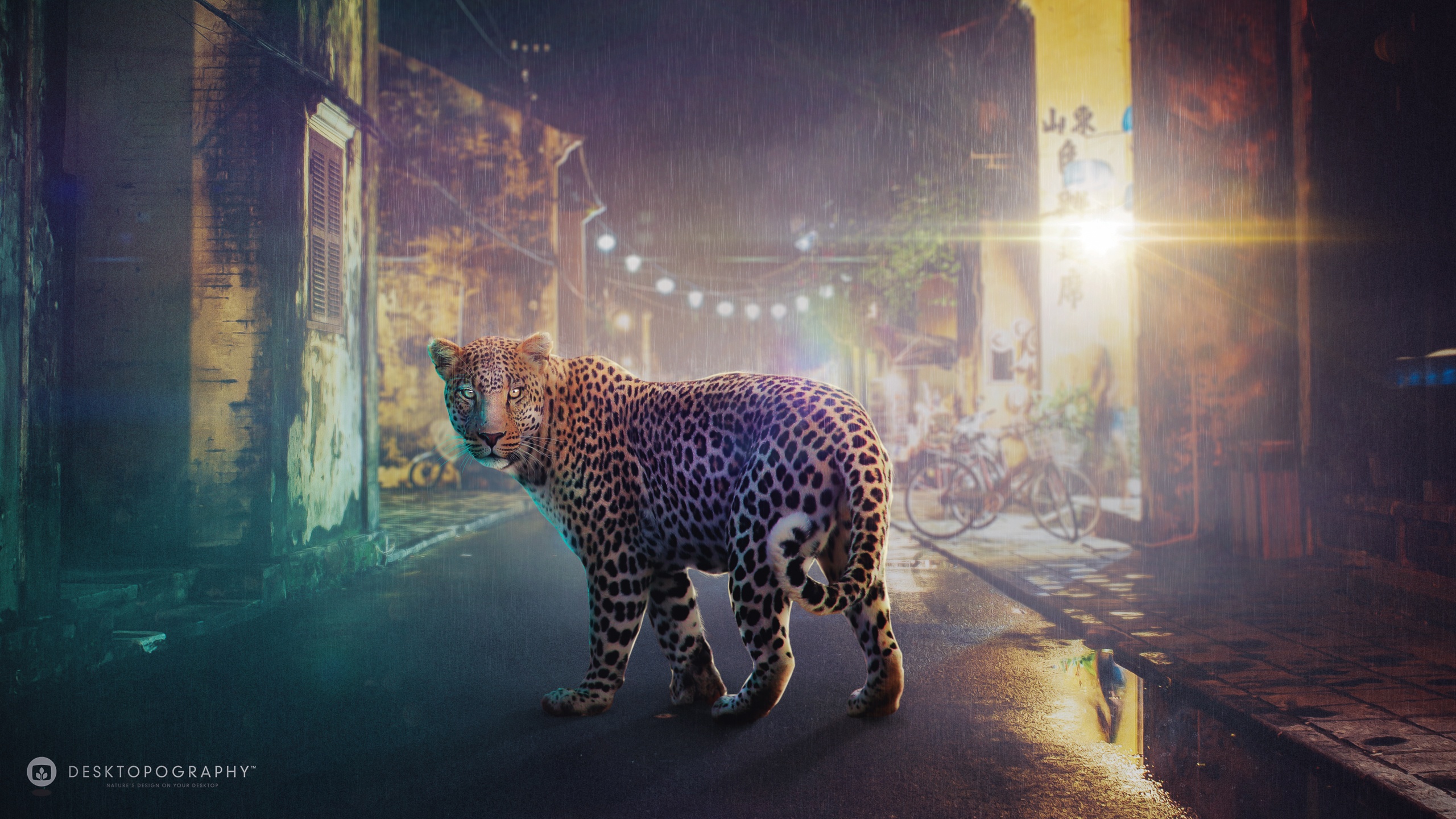 artistic, desktopography, leopard Free Stock Photo