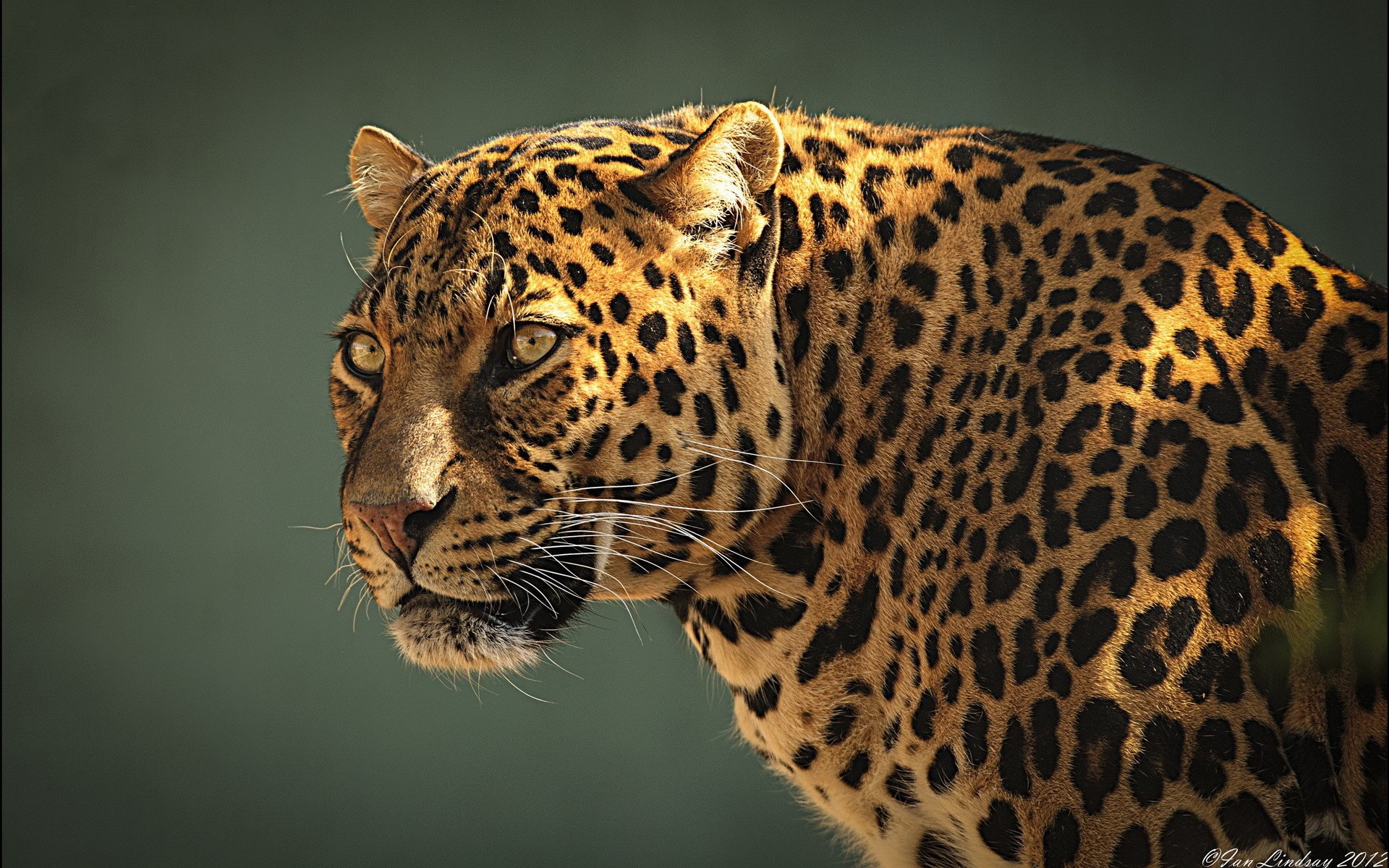 276395 télécharger le fond d'écran animaux, jaguar, chats - économiseurs d'écran et images gratuitement
