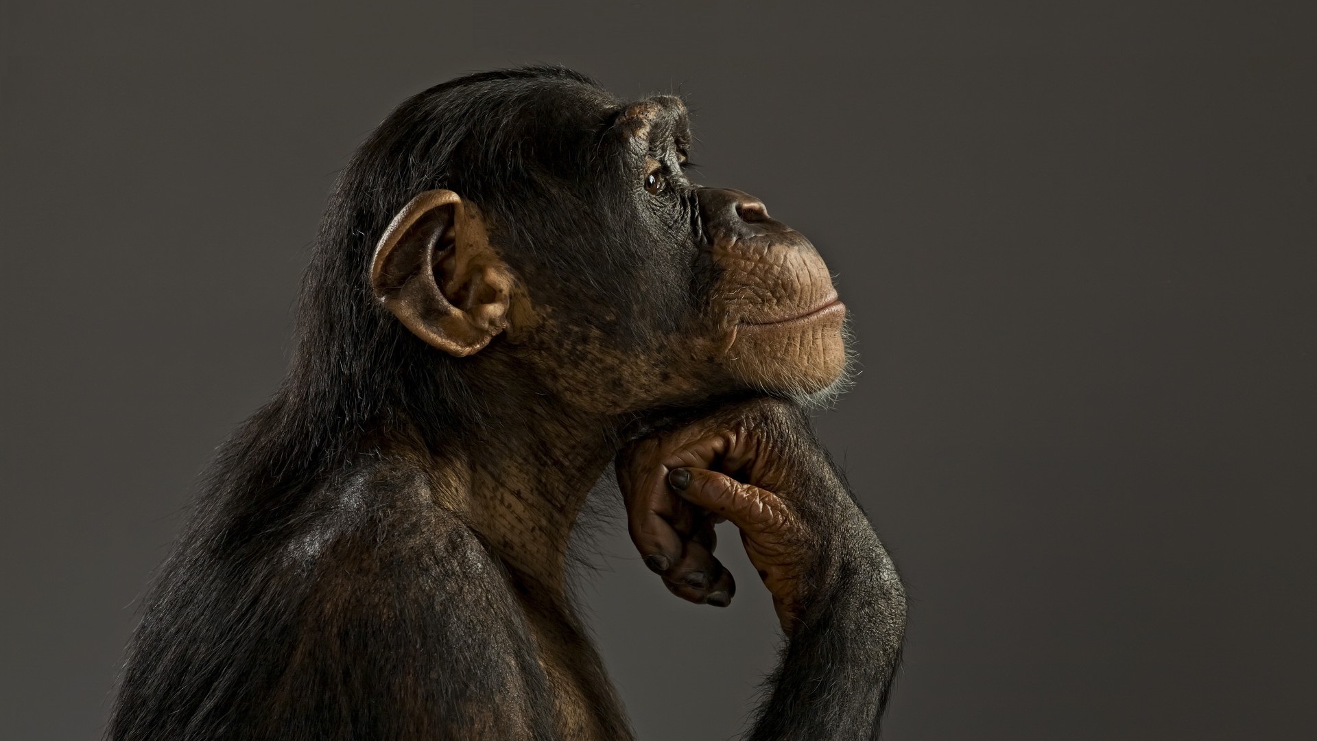 animal, chimpanzee, monkeys 5K