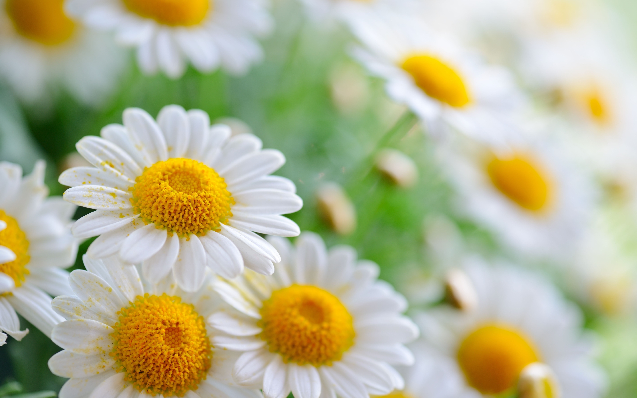Download mobile wallpaper Camomile, Plants for free.