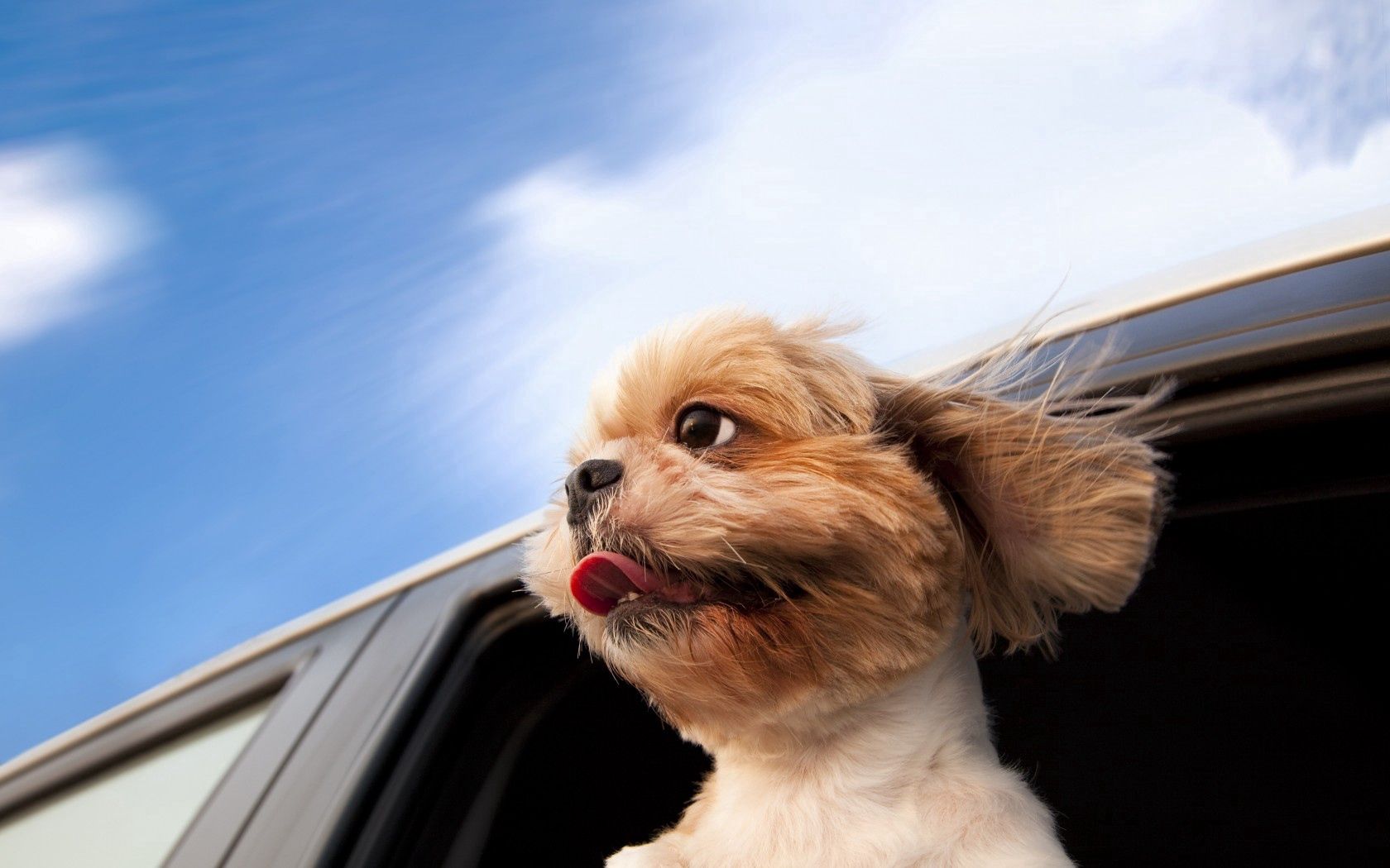 Download mobile wallpaper Traffic, Movement, Animals, Window, Dog for free.