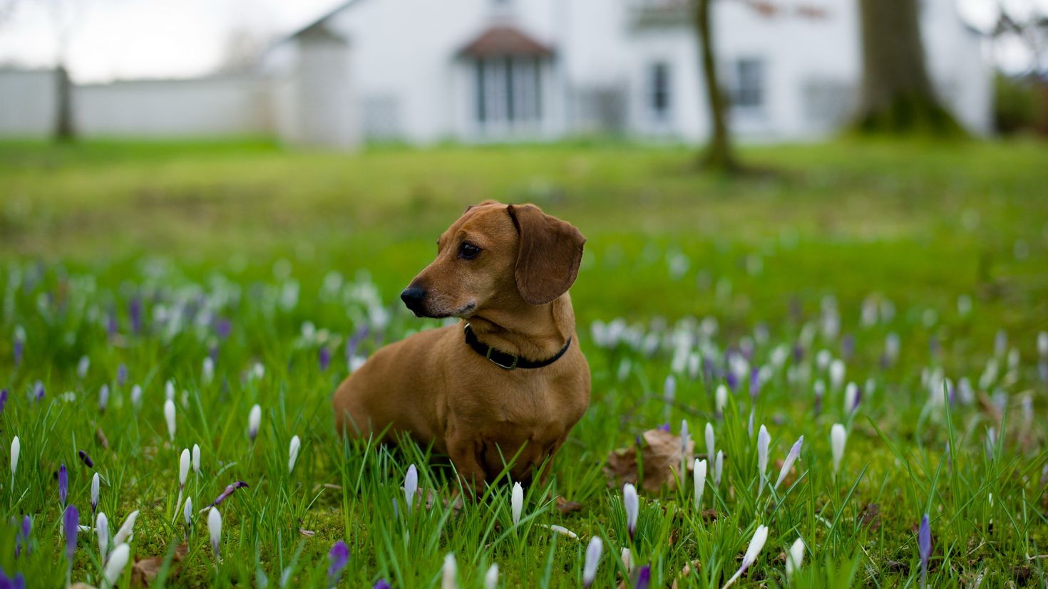 Собаки весной картинки. Такса собака. Собака на траве. Собака на лужайке.