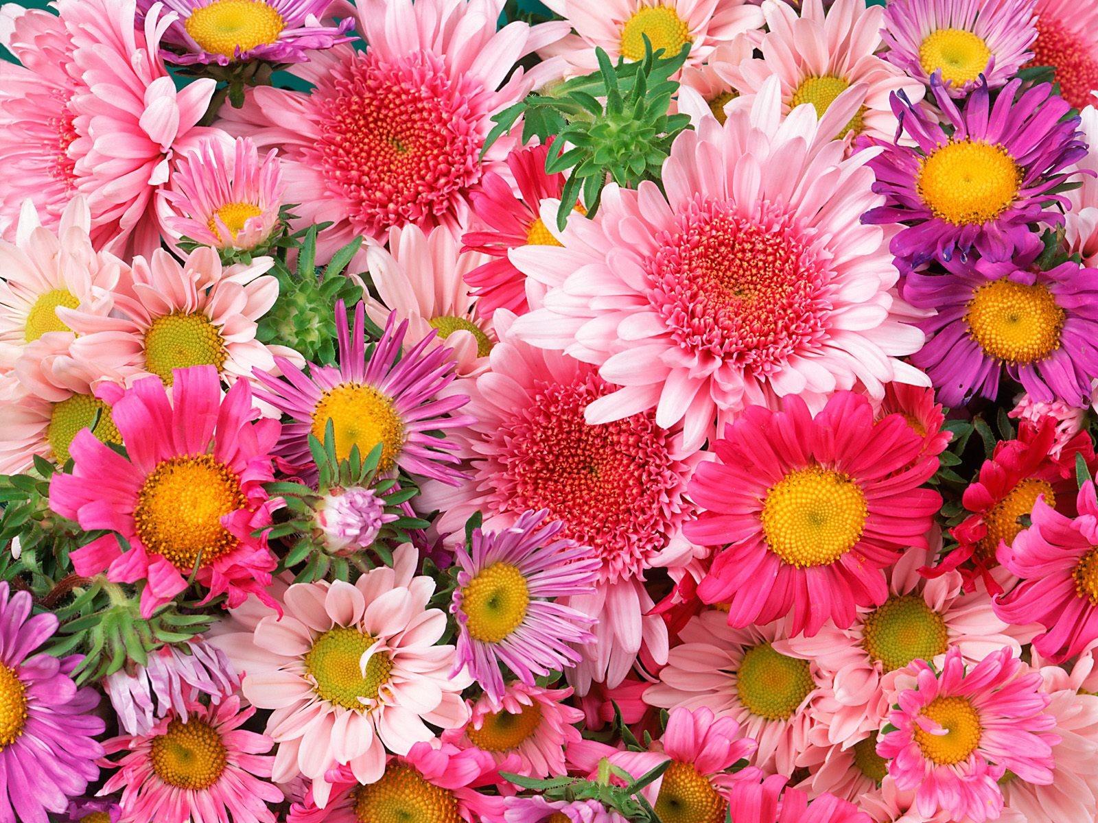 376224 免費下載壁紙 自然, 雏菊, 花, 非洲菊, 粉红色的花, 紫色, 花卉 屏保和圖片