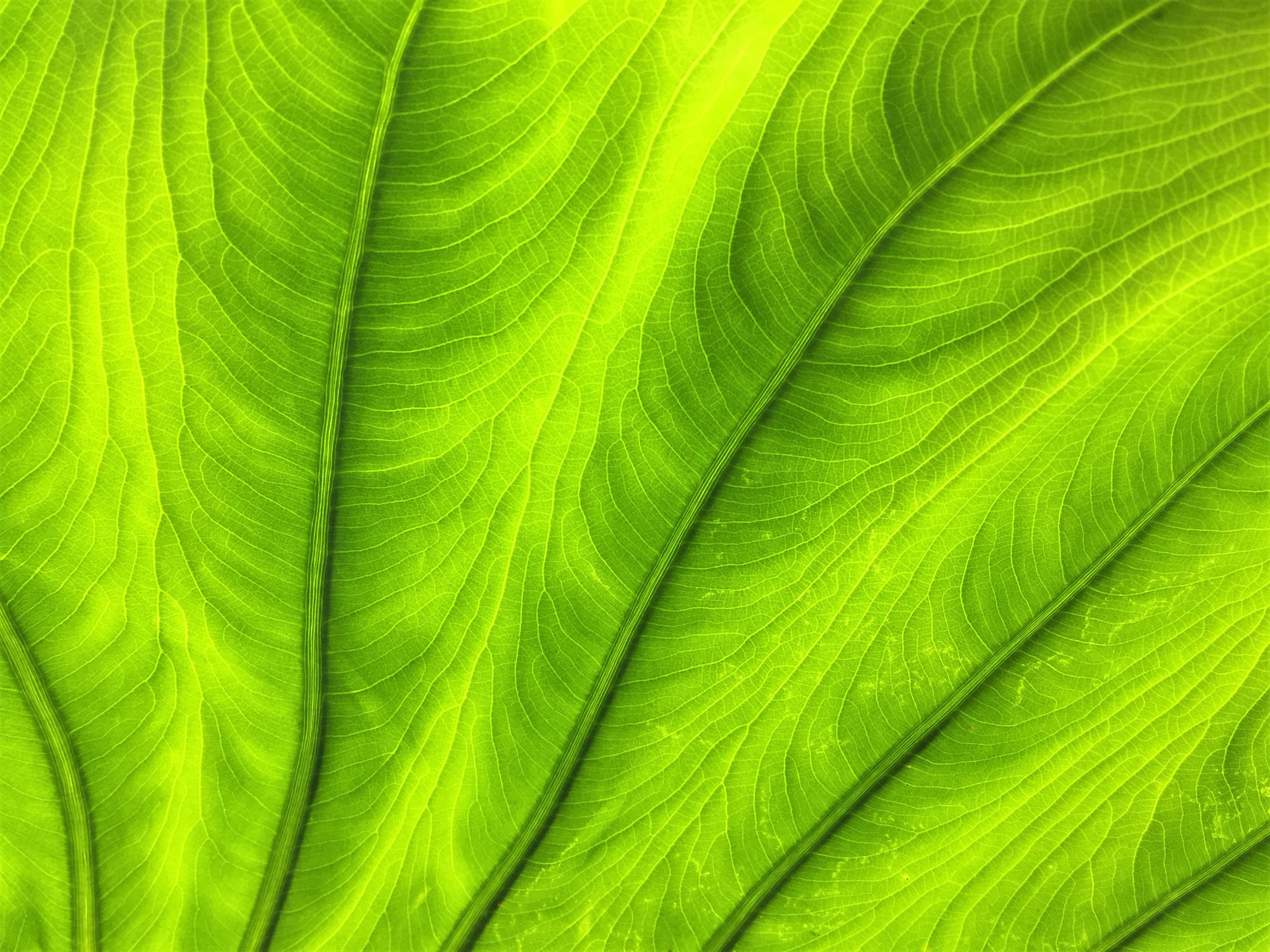 green, plant, macro, sheet, leaf, veins