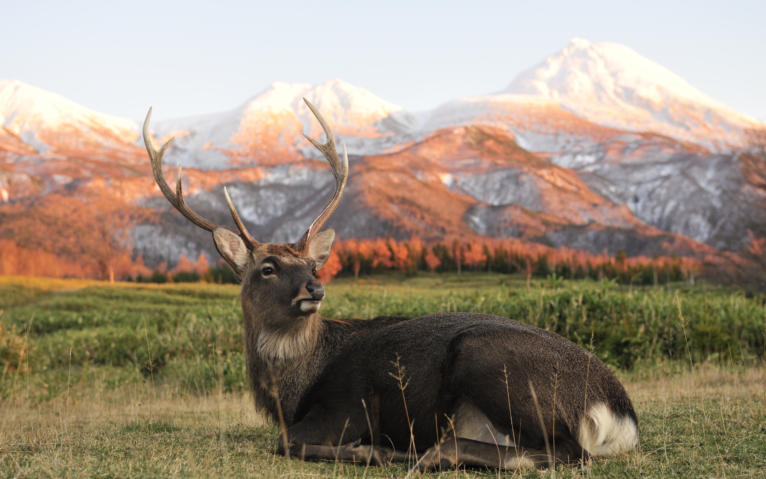 animal, elk phone wallpaper