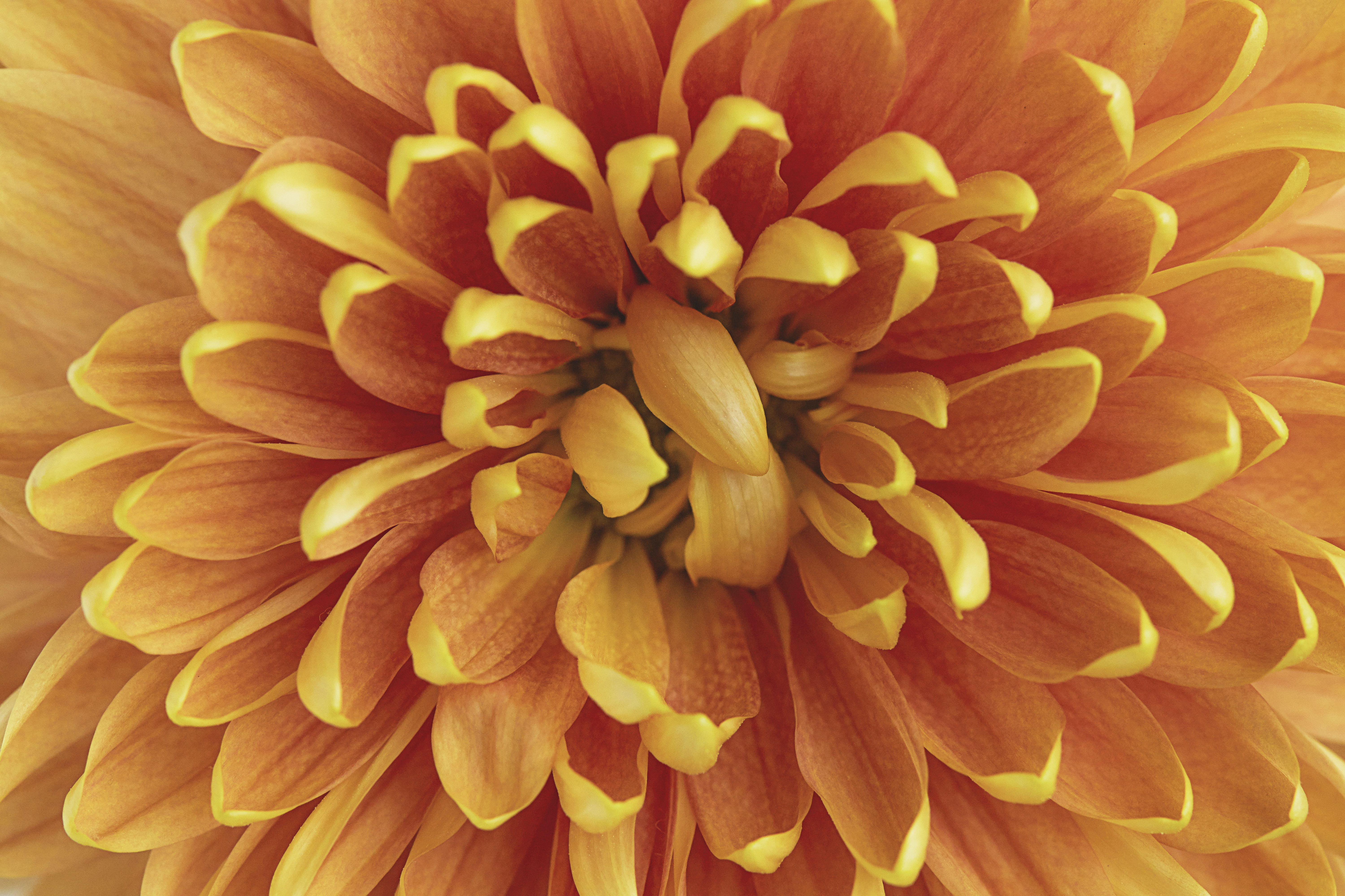114671 Bildschirmschoner und Hintergrundbilder Chrysantheme auf Ihrem Telefon. Laden Sie  Bilder kostenlos herunter