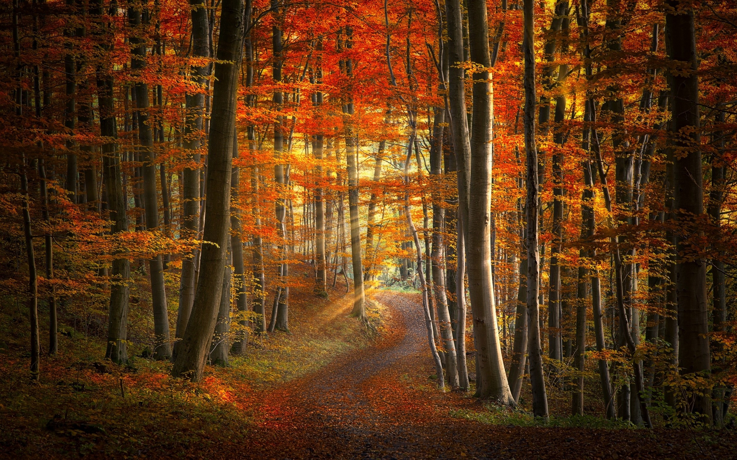Пейзаж лес осень