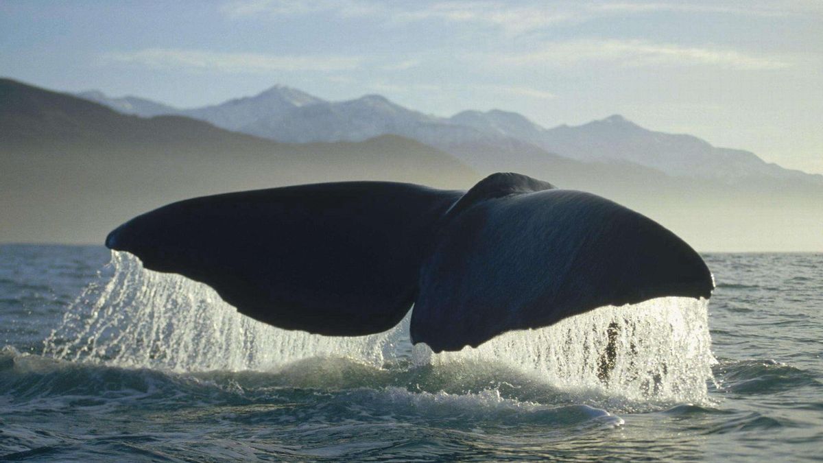 Разновидность китов название и фото