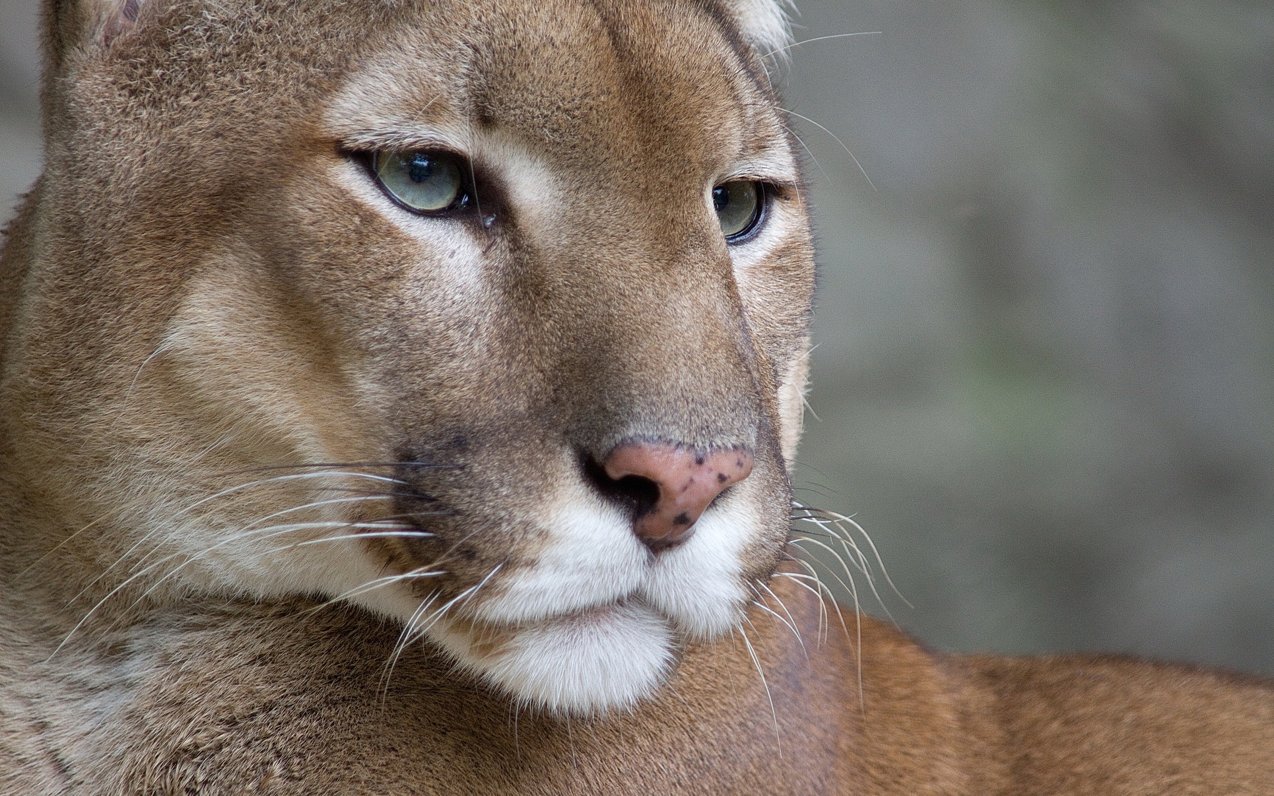 animal, cougar High Definition image