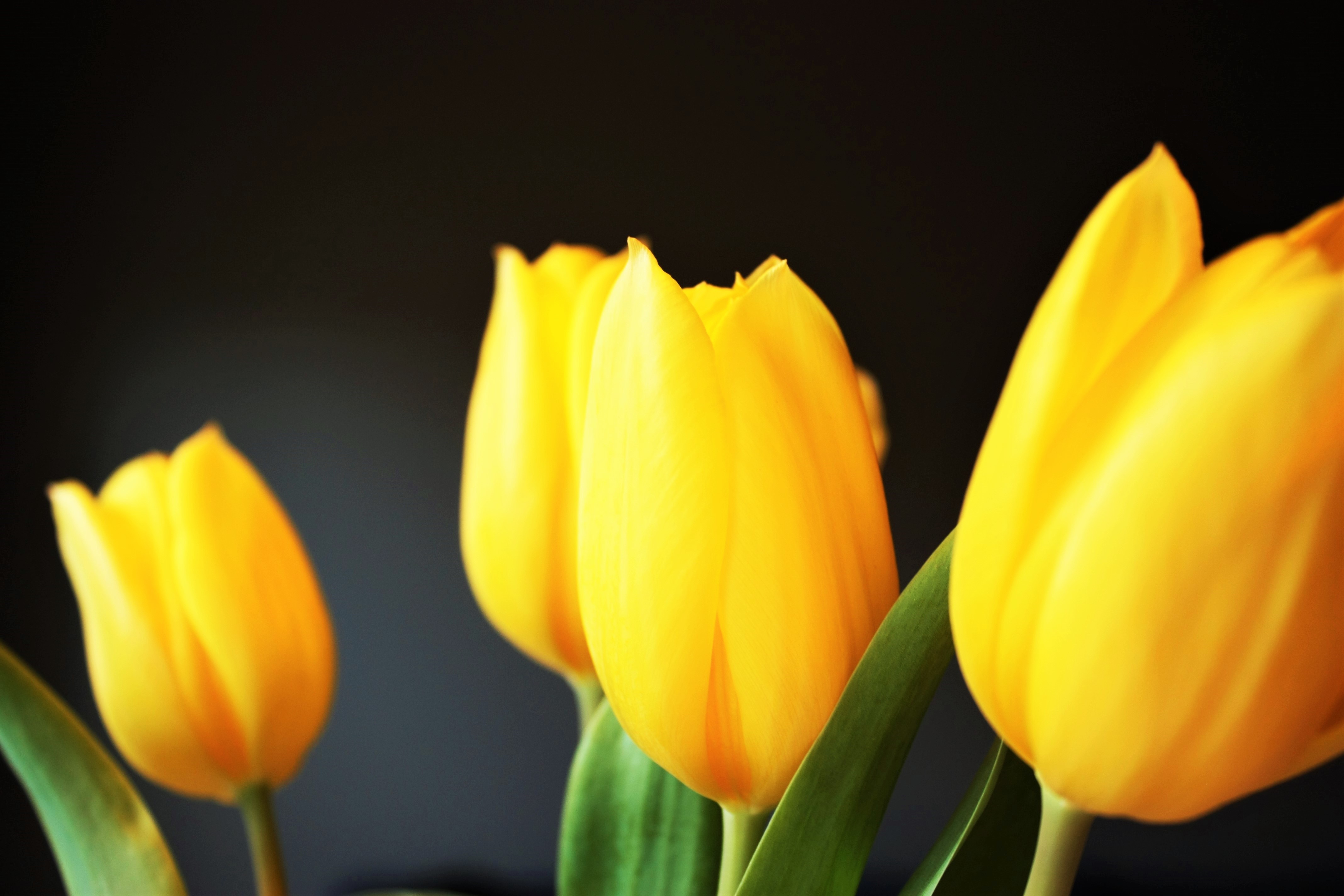 Download mobile wallpaper Smooth, Tulip, Flowers, Blur for free.
