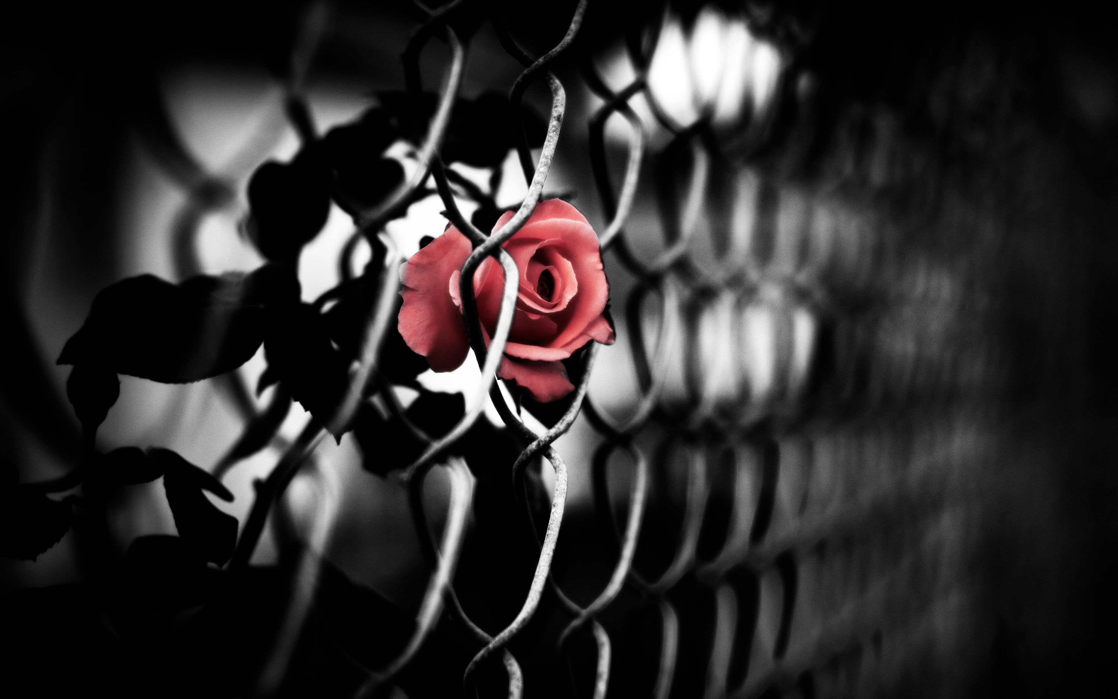 199395 скачать картинку цветок, сделано человеком, ограда, красная роза, роза, выборочный цвет - обои и заставки бесплатно
