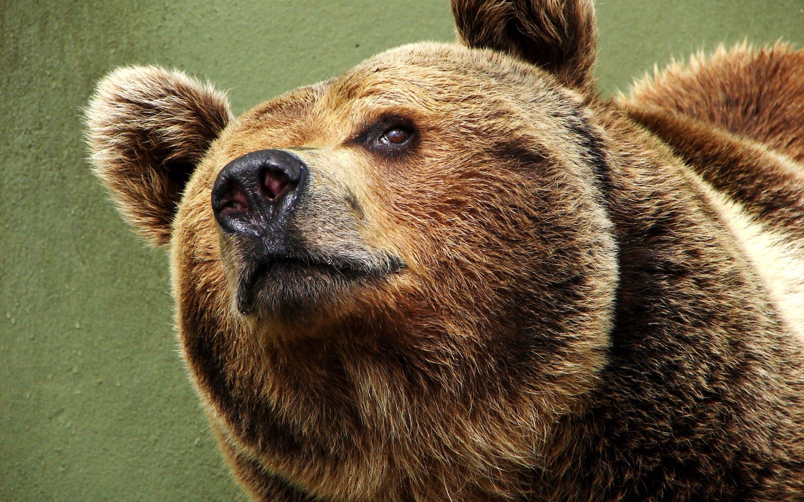 animals, muzzle, eyes, bear, satisfied, content for android