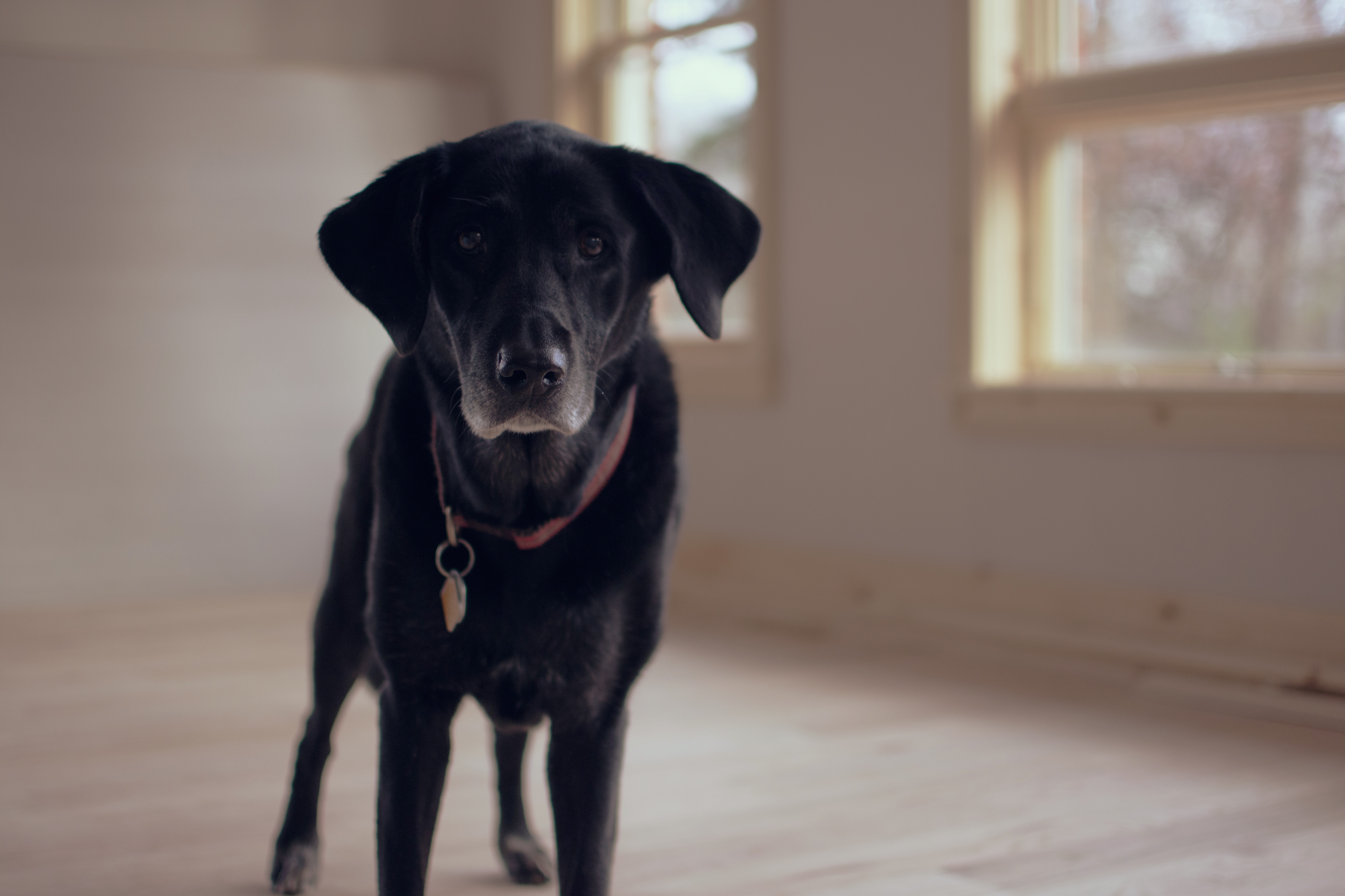 Handy-Wallpaper Hund, Halsband, Kragen, Schnauze, Labrador, Tiere kostenlos herunterladen.