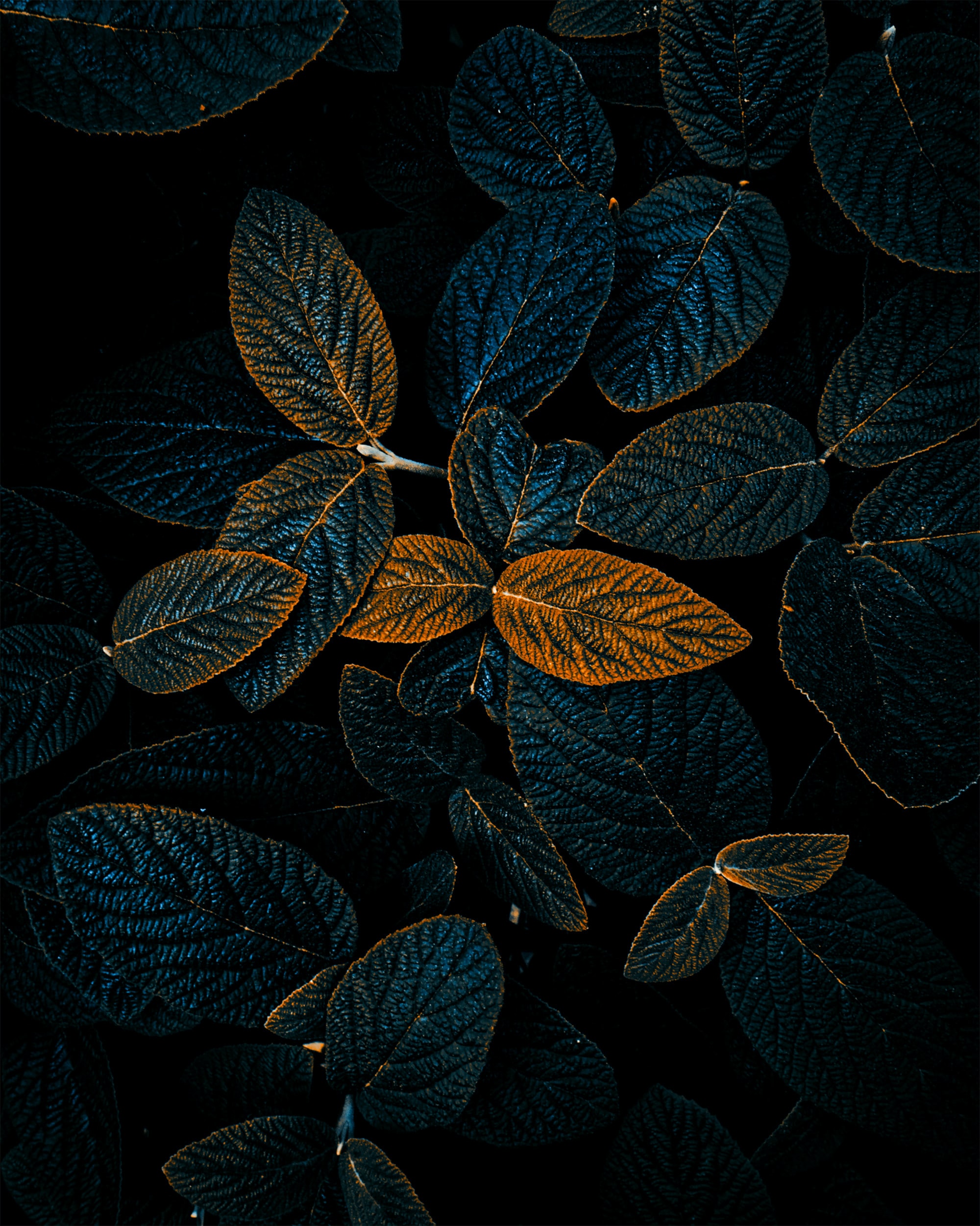 dark, nature, leaves, plant, veins Aesthetic wallpaper