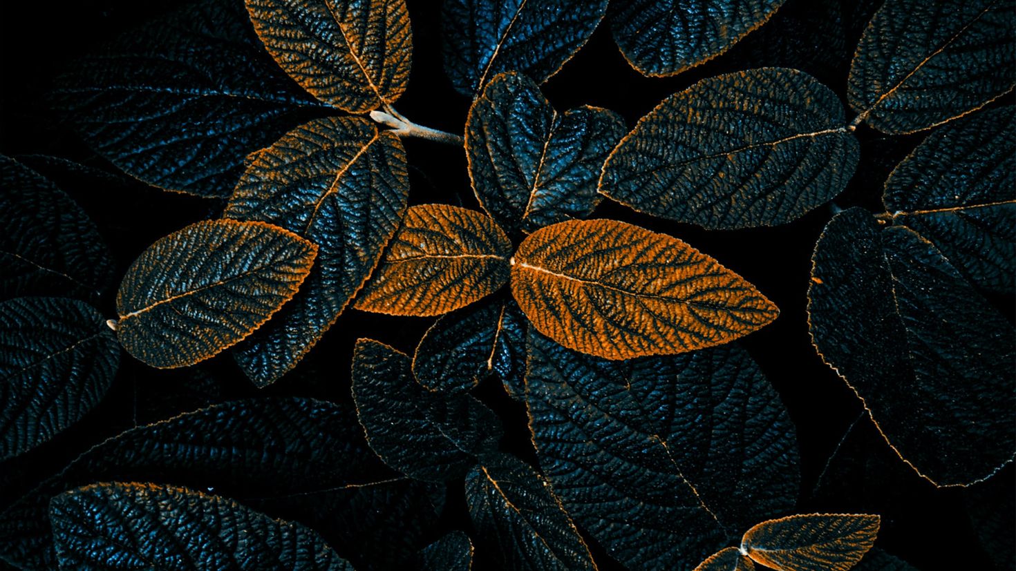 Темные листья