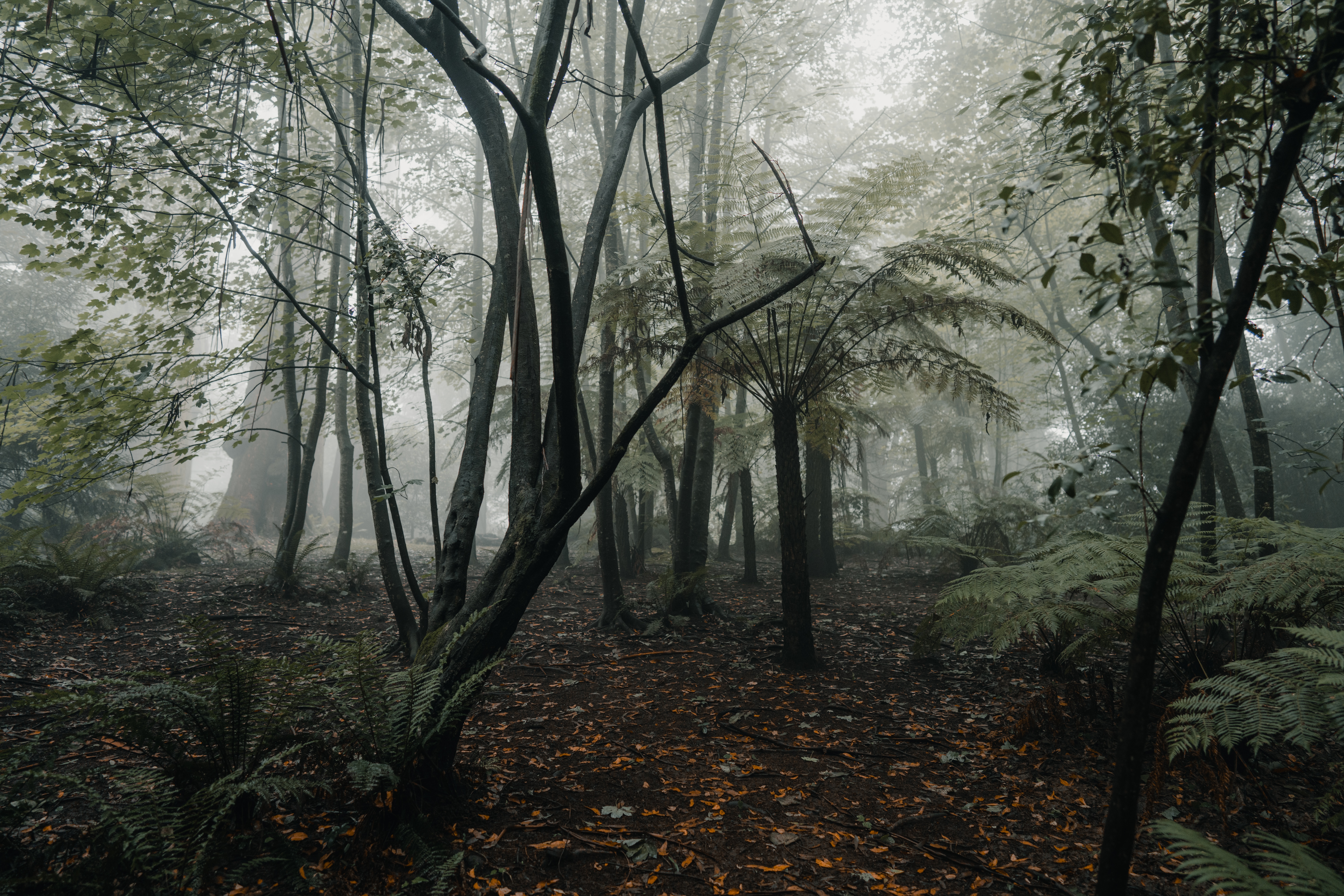 Download mobile wallpaper Fog, Forest, Trees, Fern, Nature, Tropics for free.