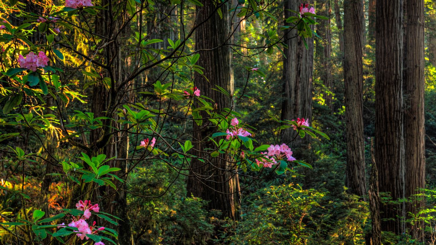 Розовый цветок в лесу. Лесные цветы рододендрон. Рододендрон Даурский. Дикий лес. Розовые цветы в лесу.