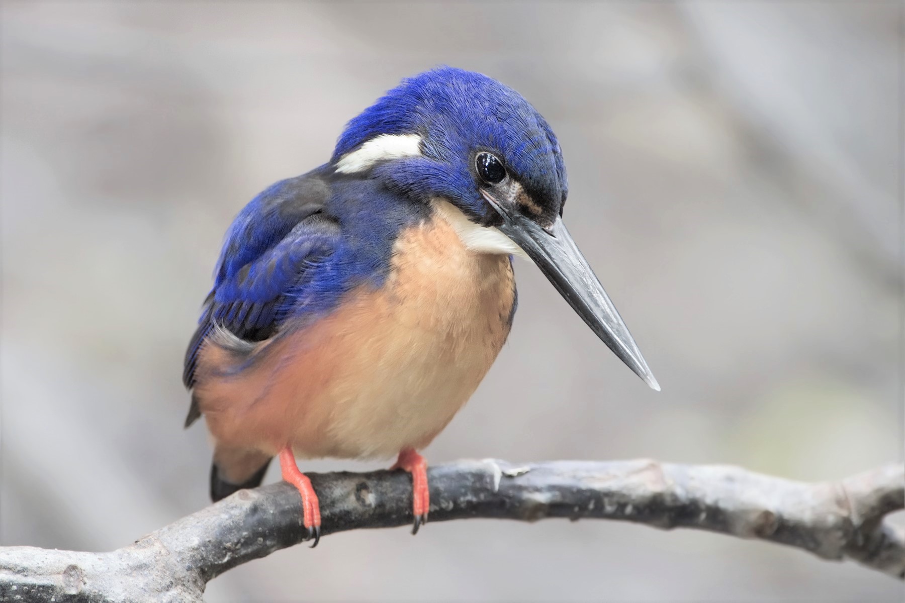Download mobile wallpaper Birds, Bird, Branch, Animal, Kingfisher, Azure Kingfisher for free.