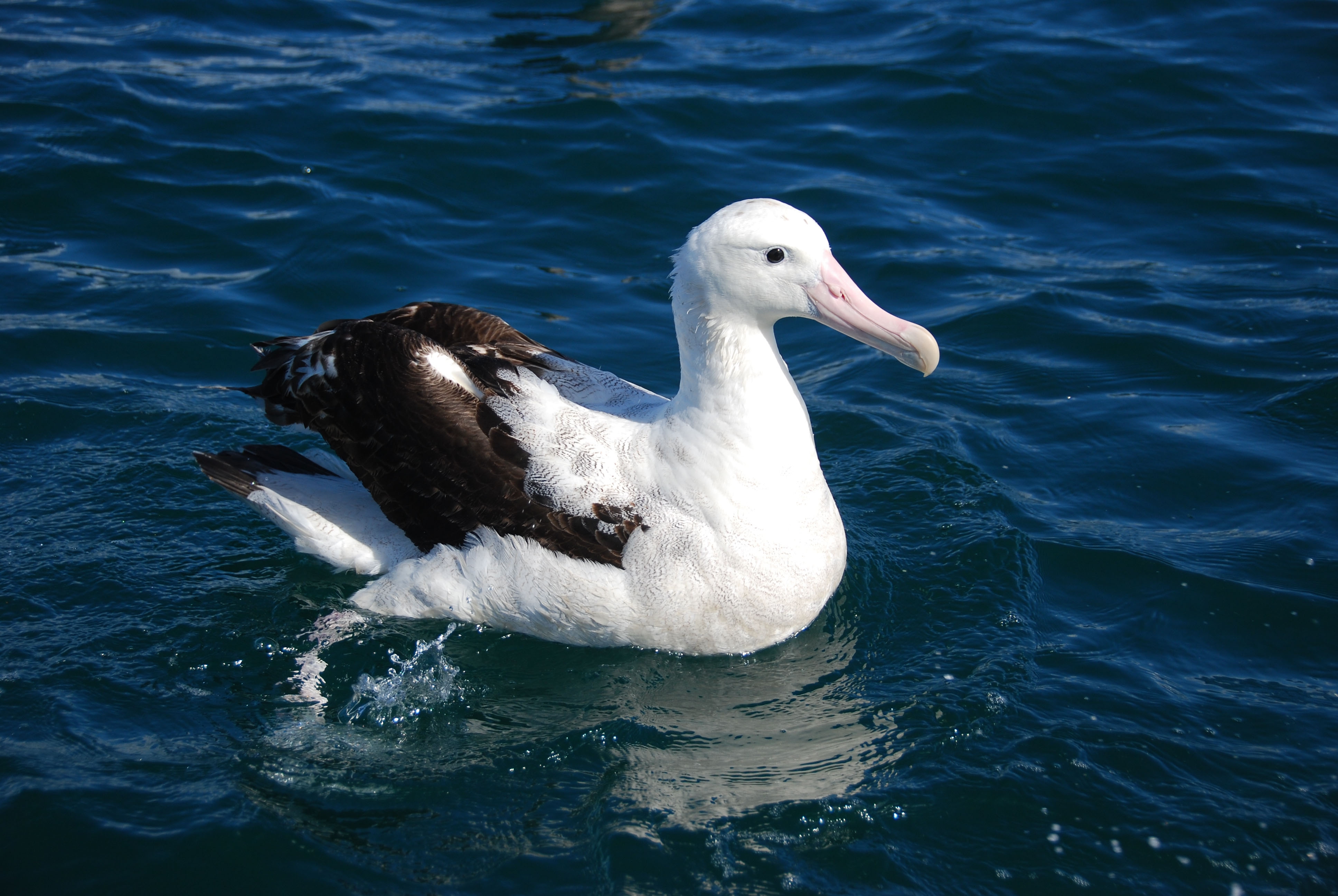 Download mobile wallpaper Albatross, Animals, To Swim, Swim, Bird, Sea, Feather for free.