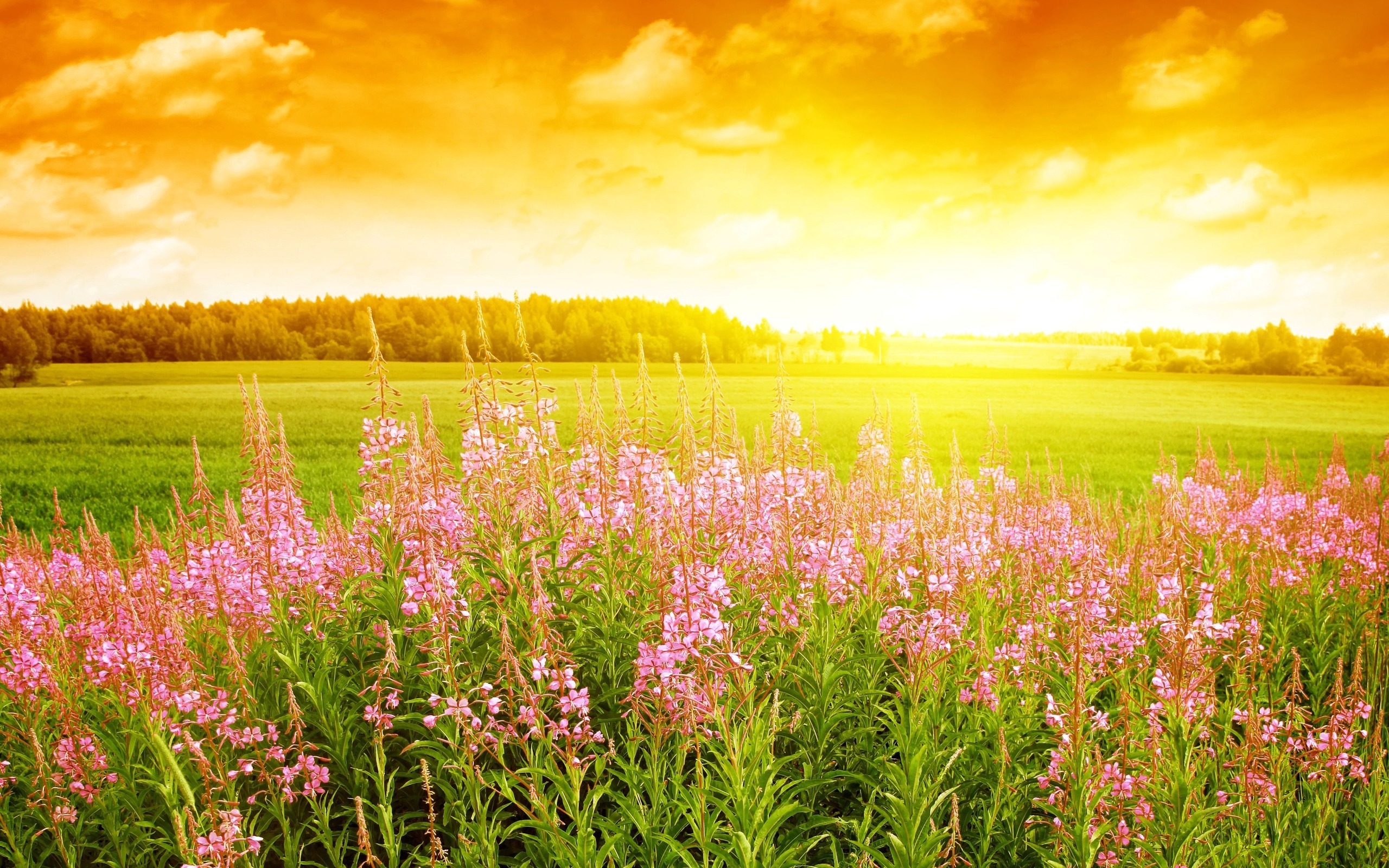 Download mobile wallpaper Landscape, Sunset, Flowers for free.
