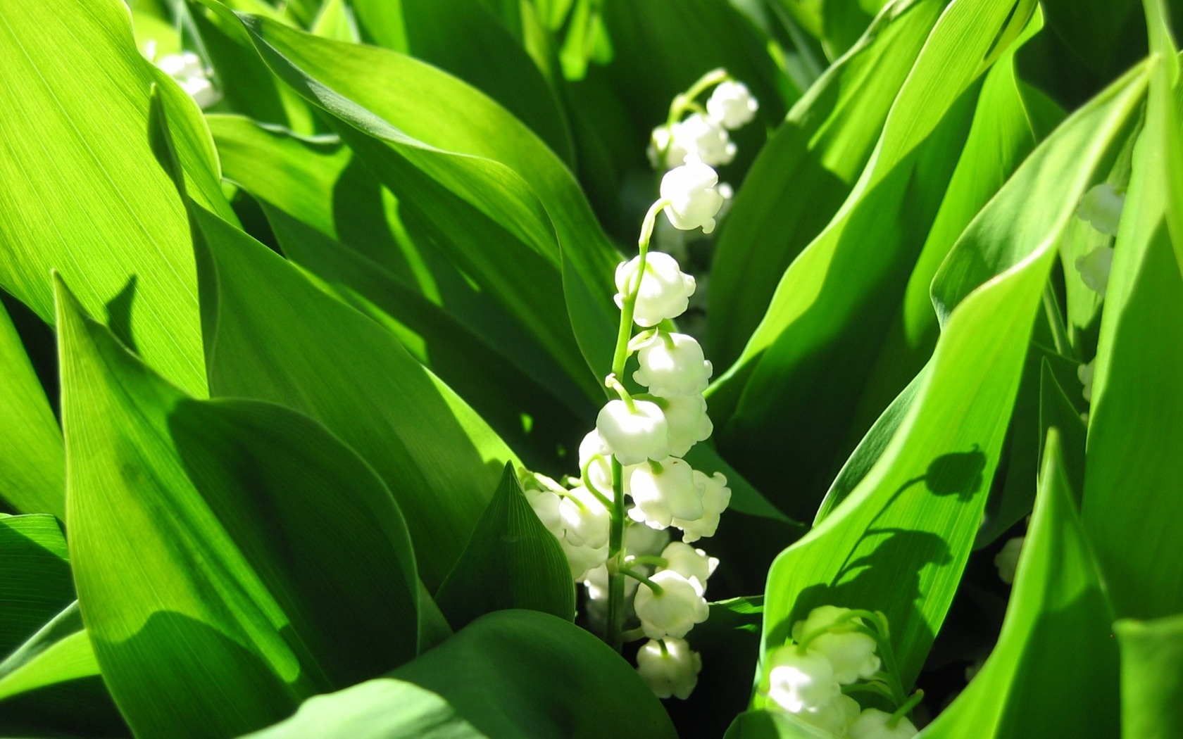 HD wallpaper flowers, green, plants, lily of the valley