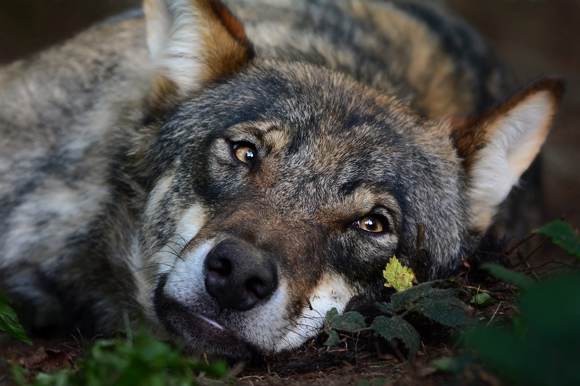 Волк поговори. Волк. Грустный волк. Уставший волк. Морда волка.