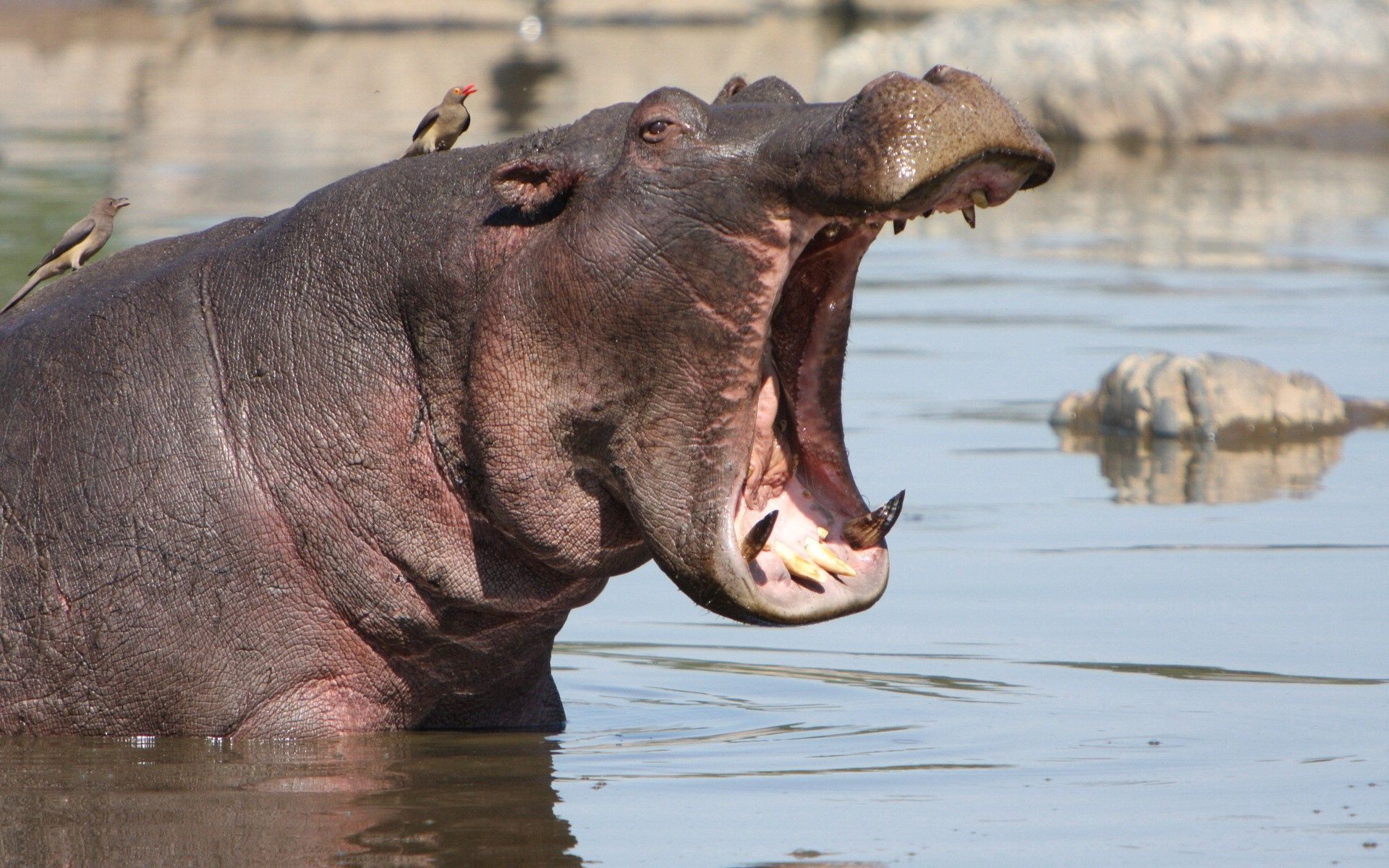 animals, hippopotamus, water, to fall, mouth, anger QHD