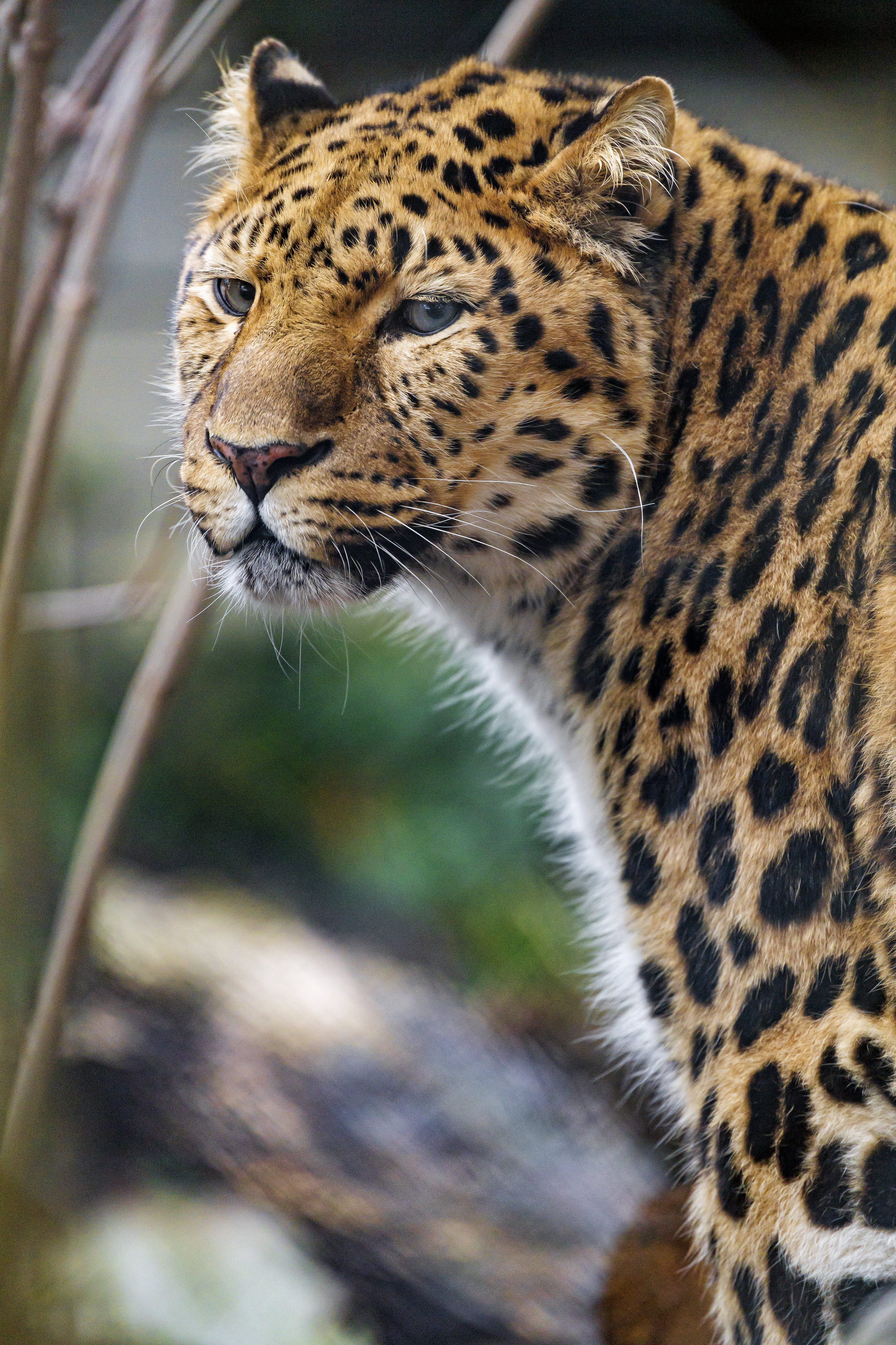 sight, opinion, animals, leopard, predator, big cat, stains, spots cell phone wallpapers