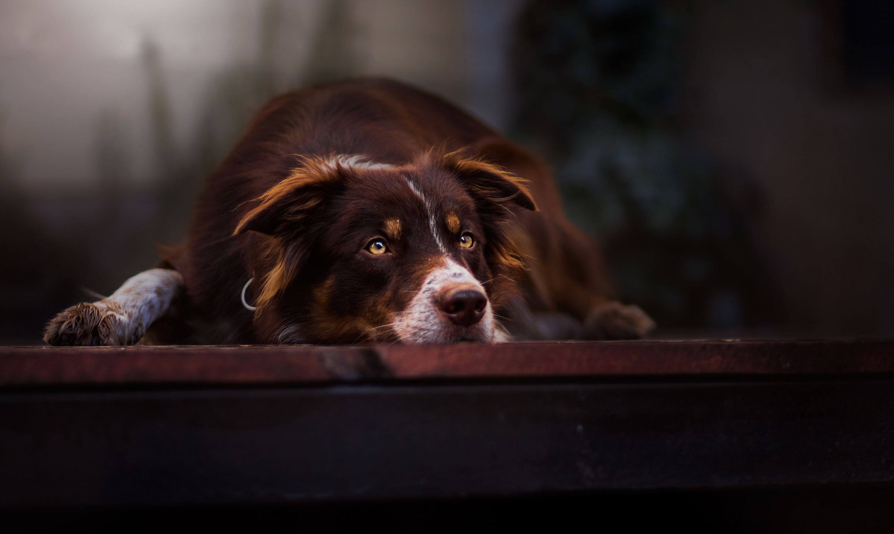 dogs, border collie, brown, animal, dog, cute, resting