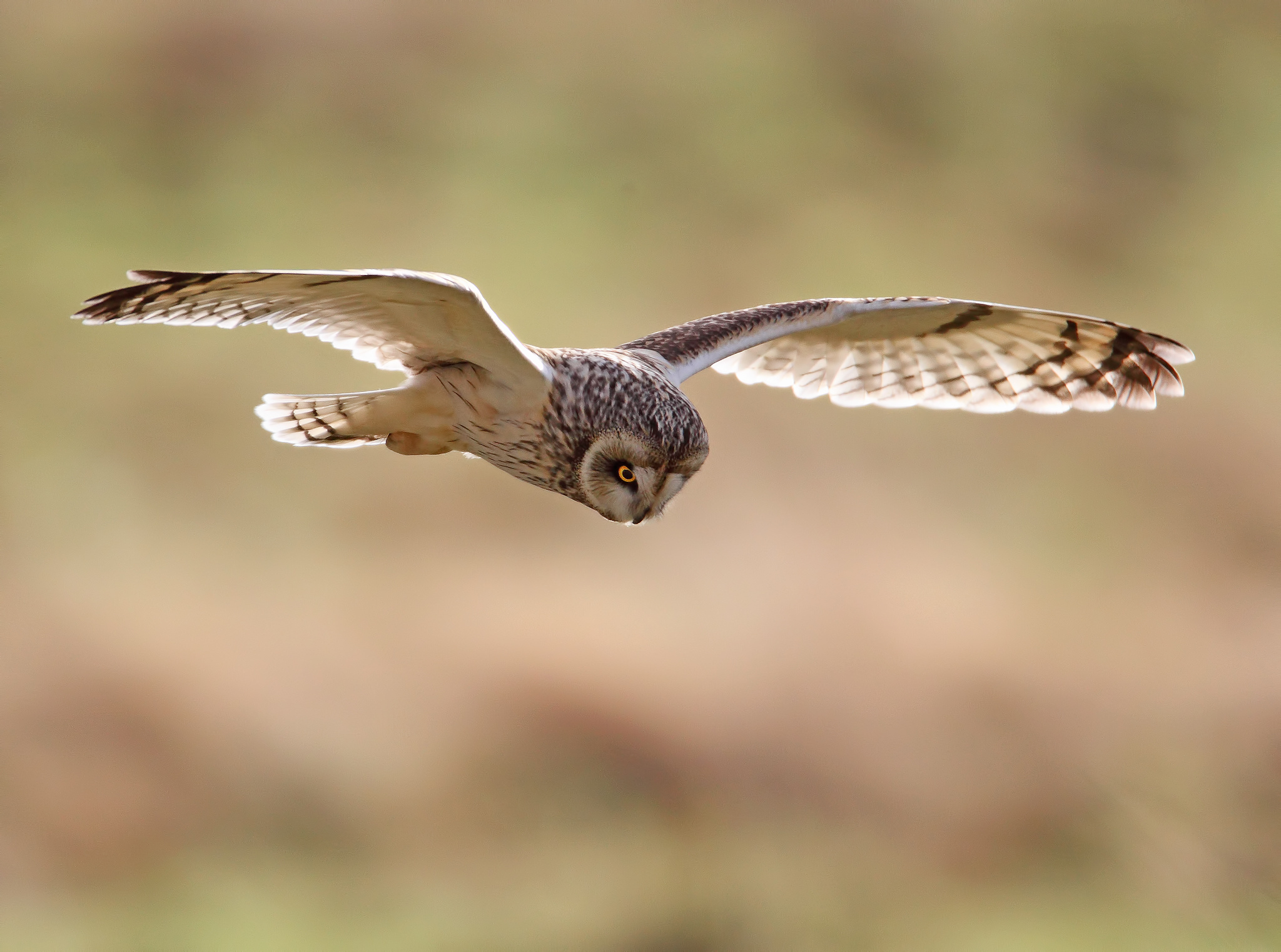 animal, short eared owl, bird, flight, flying, owl, birds Aesthetic wallpaper