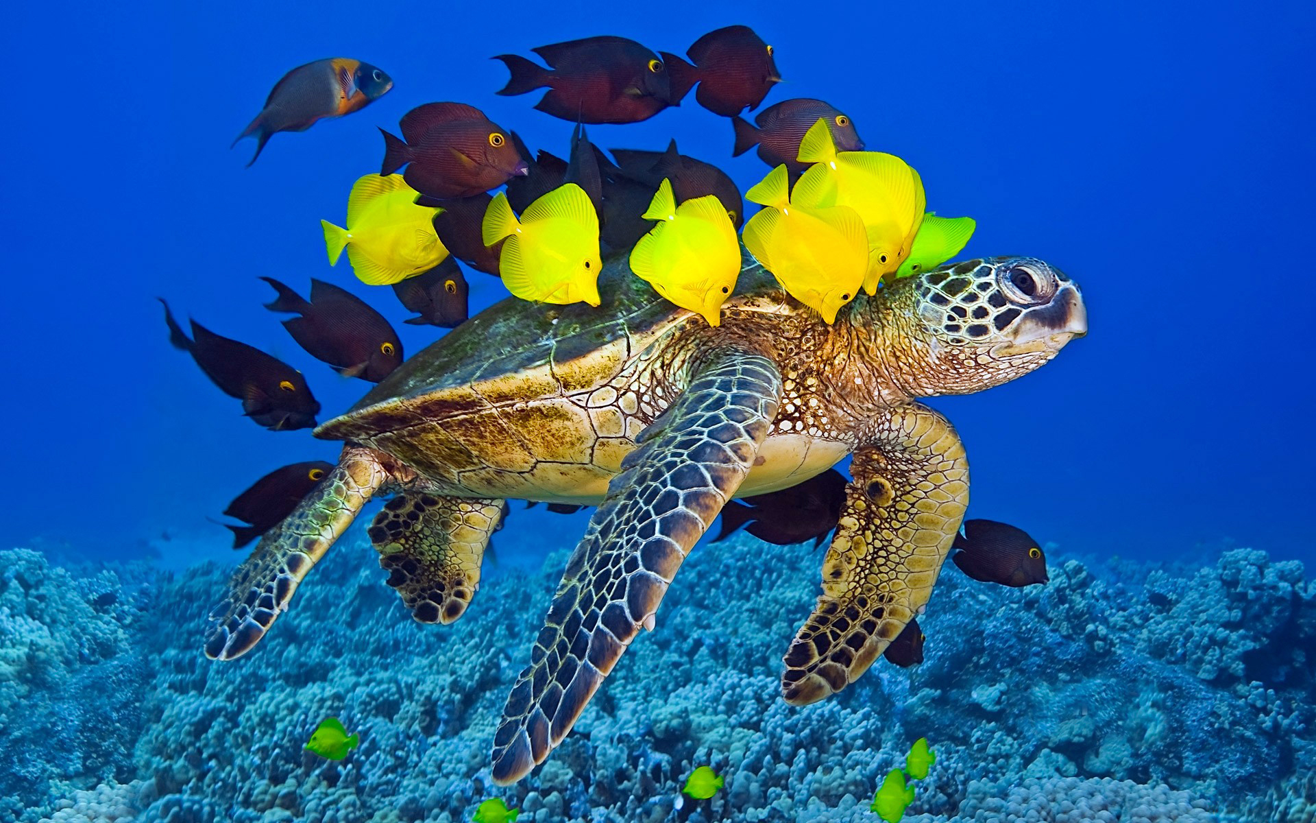 animal, sea turtle, turtles phone background