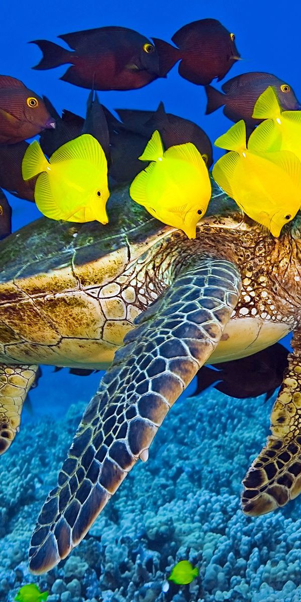 Рыбы морская черепаха. Морские обитатели. Морская черепаха. Подводный мир черепахи. Черепаха и рыбки.